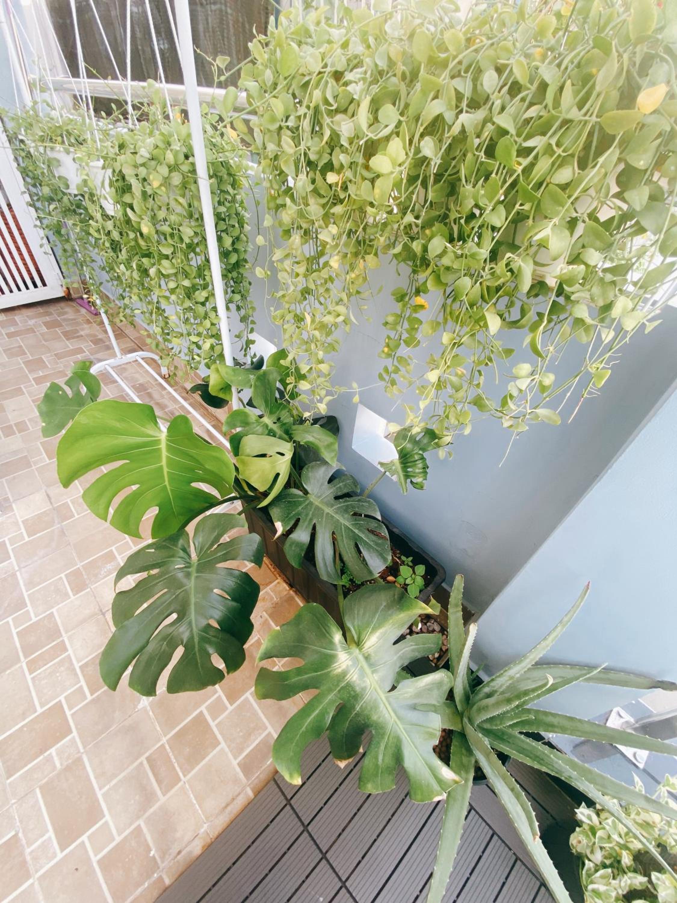 SAIGONESE Studio