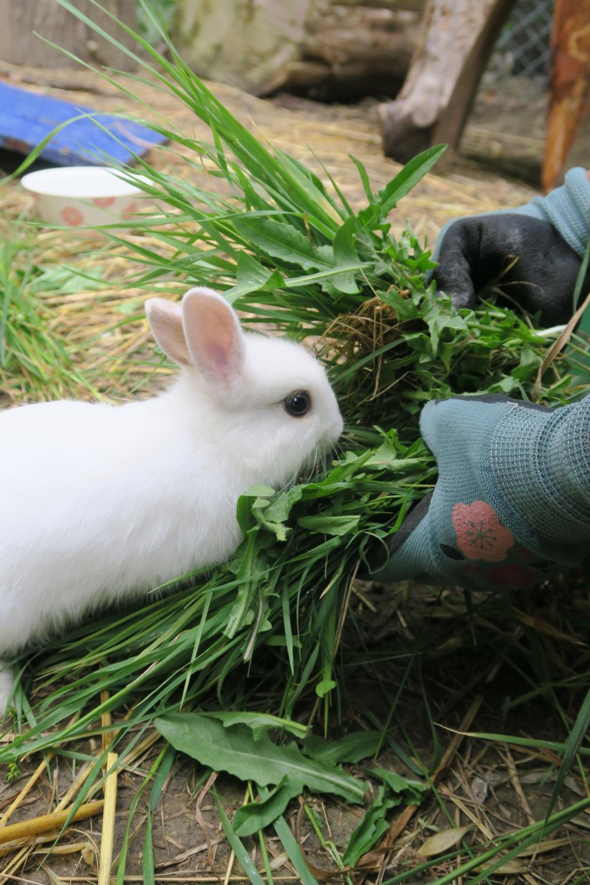 Photo 48