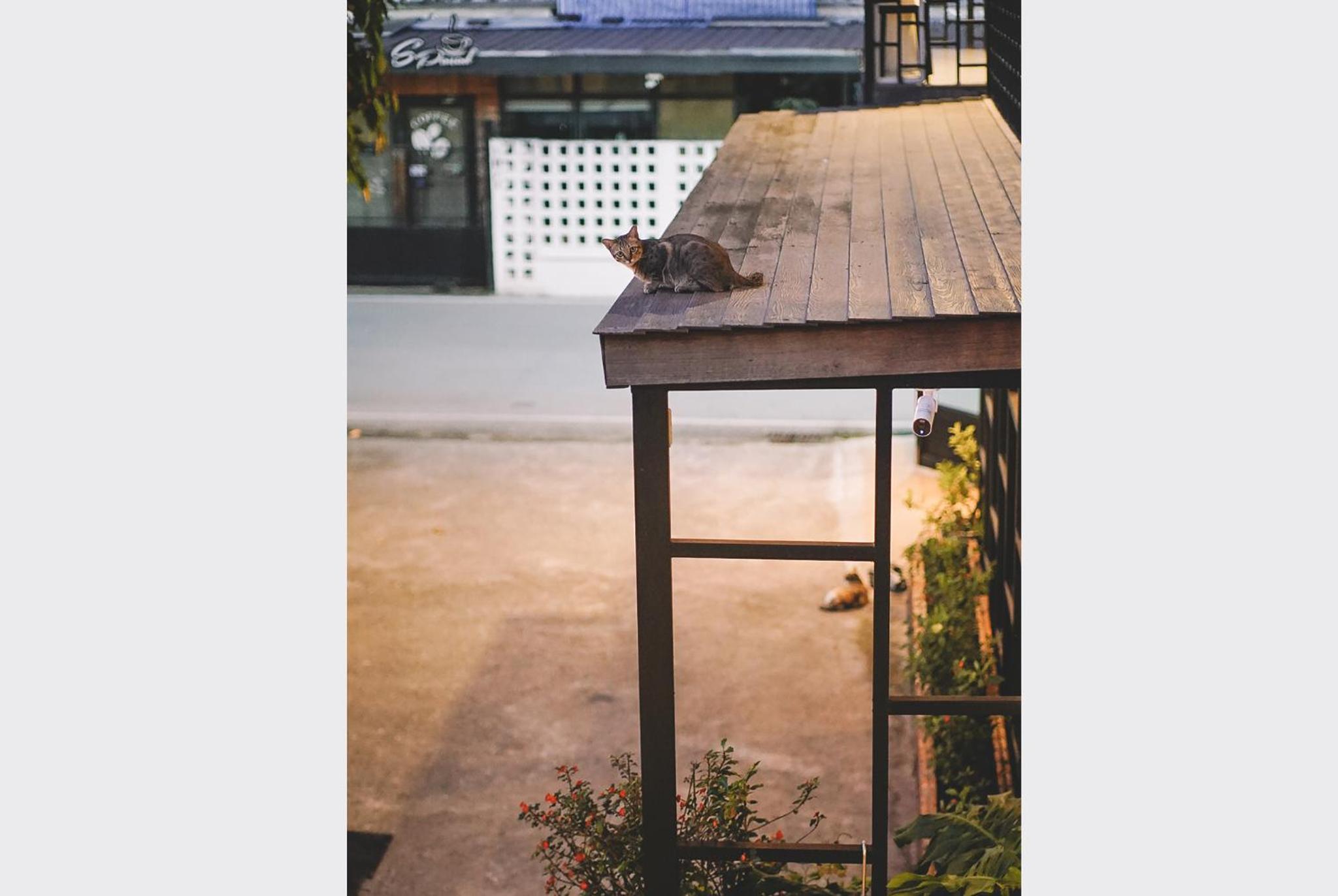 Sleepy House Chiang Rai