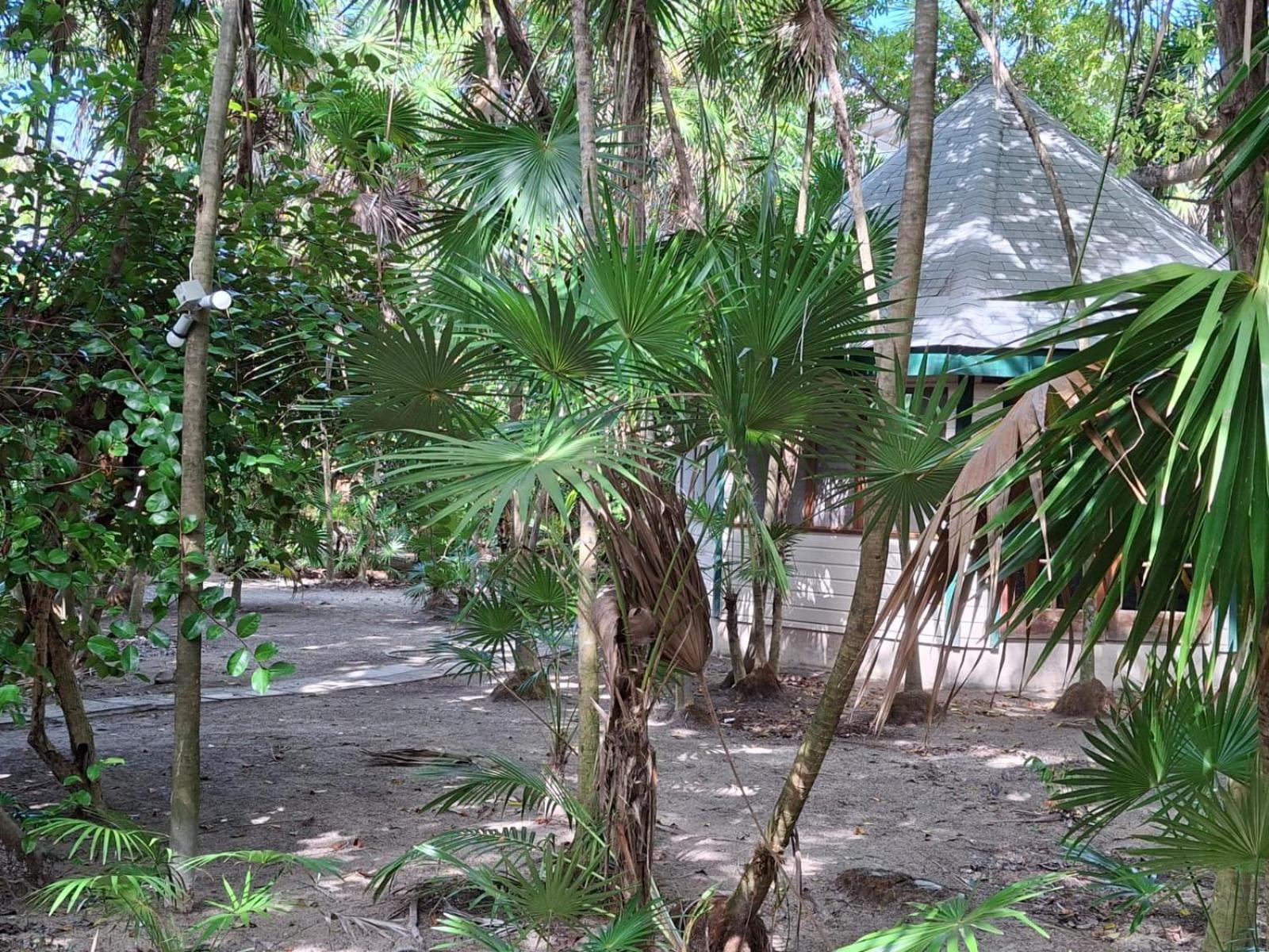 Jungle Cocoon