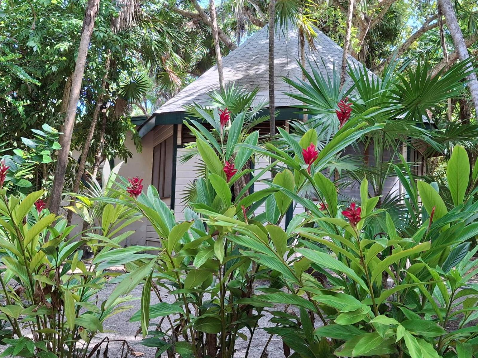 Jungle Cocoon