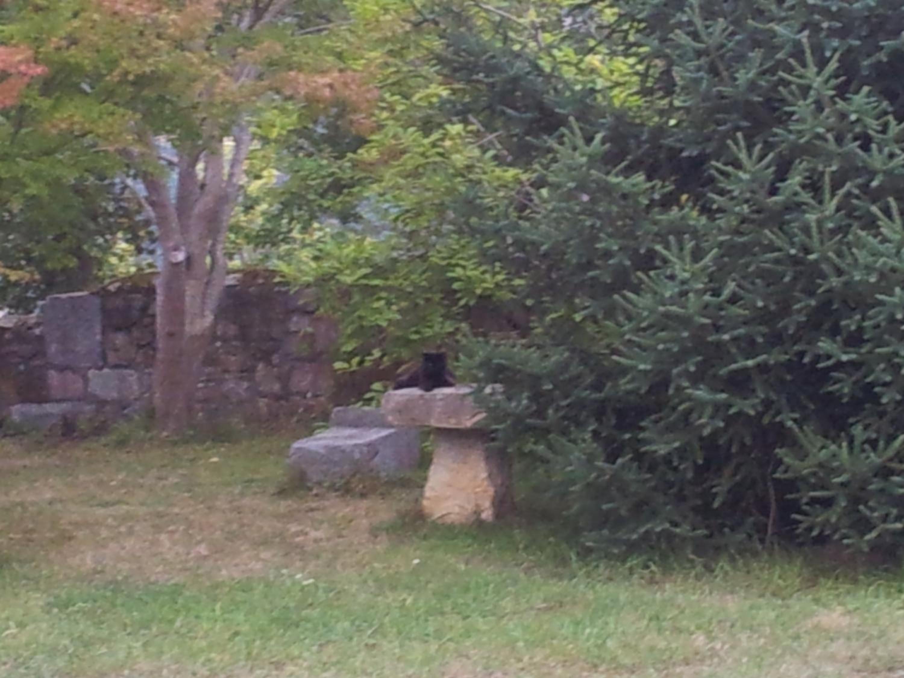 Photo 42