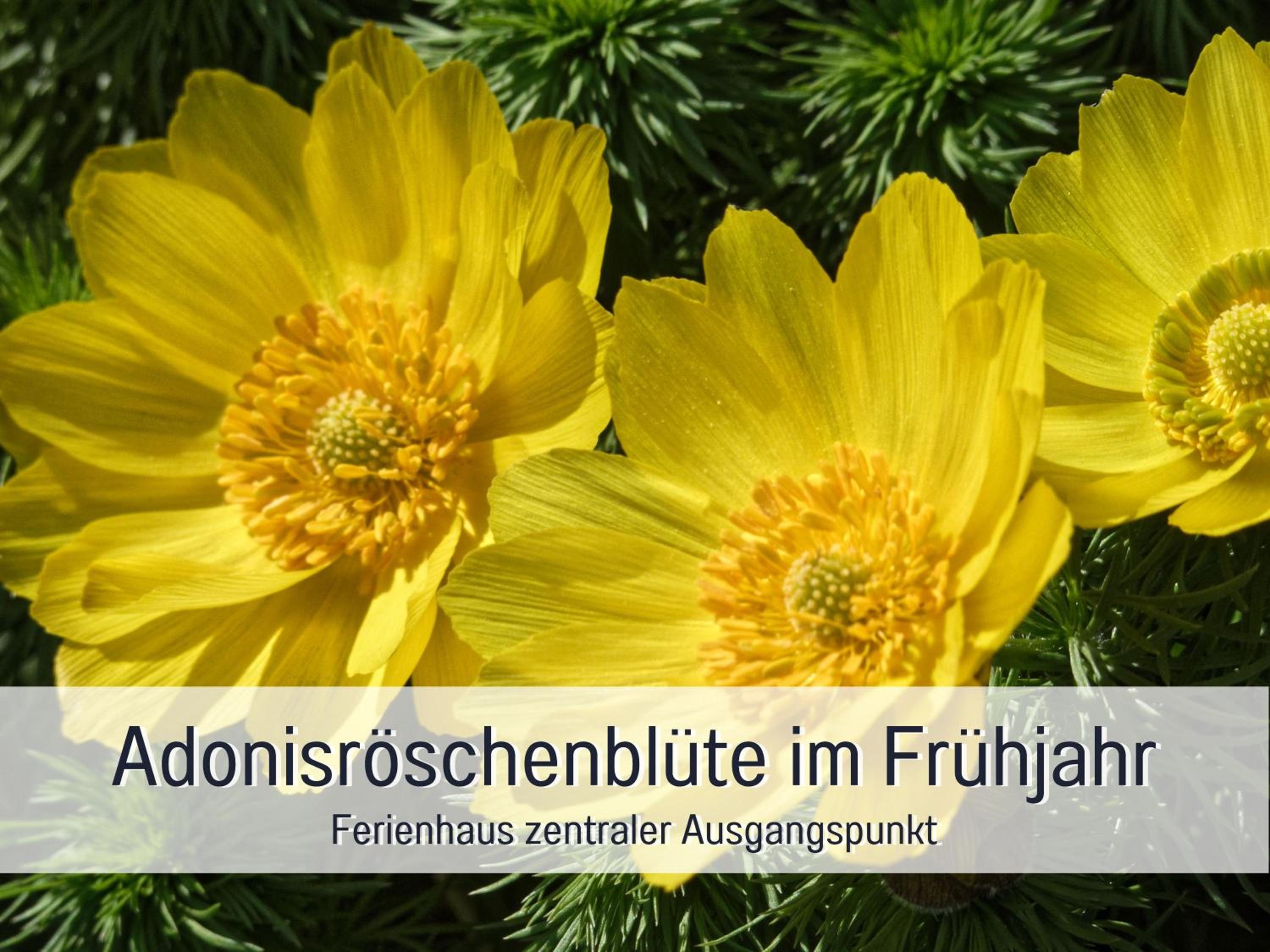 Ferienhaus Lebuser Land für bis zu 4 Personen mit 1300 qm Garten und Privatsauna, grandiosen Blick über die Oder, sonntags late check out bis 18 Uhr inklus