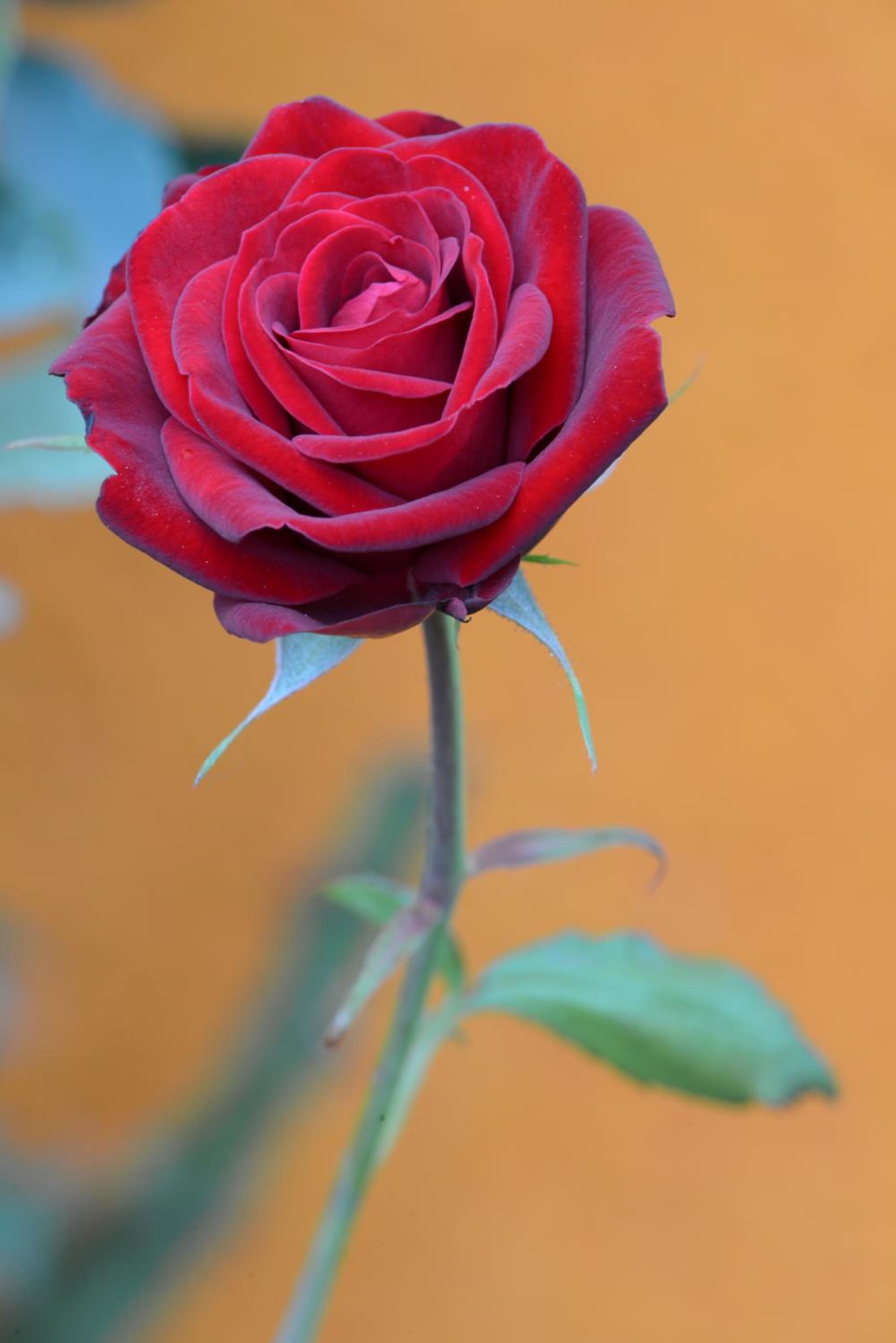 Photo 28