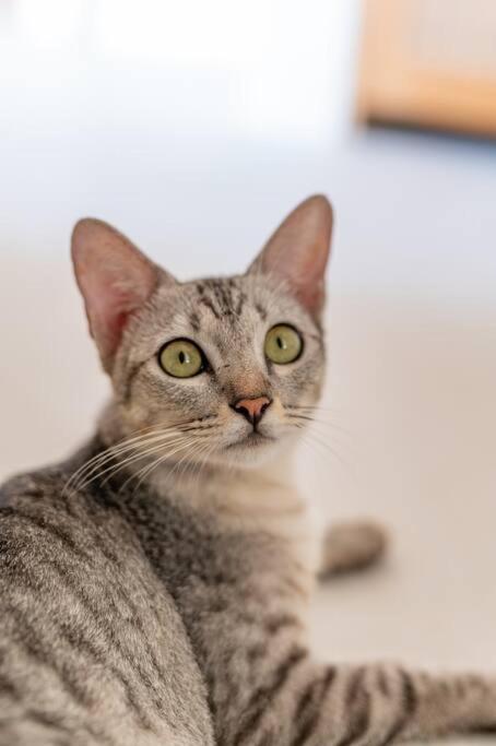Villa Cat & Fish - Monthly 2 BR Tumbak Bayuh
