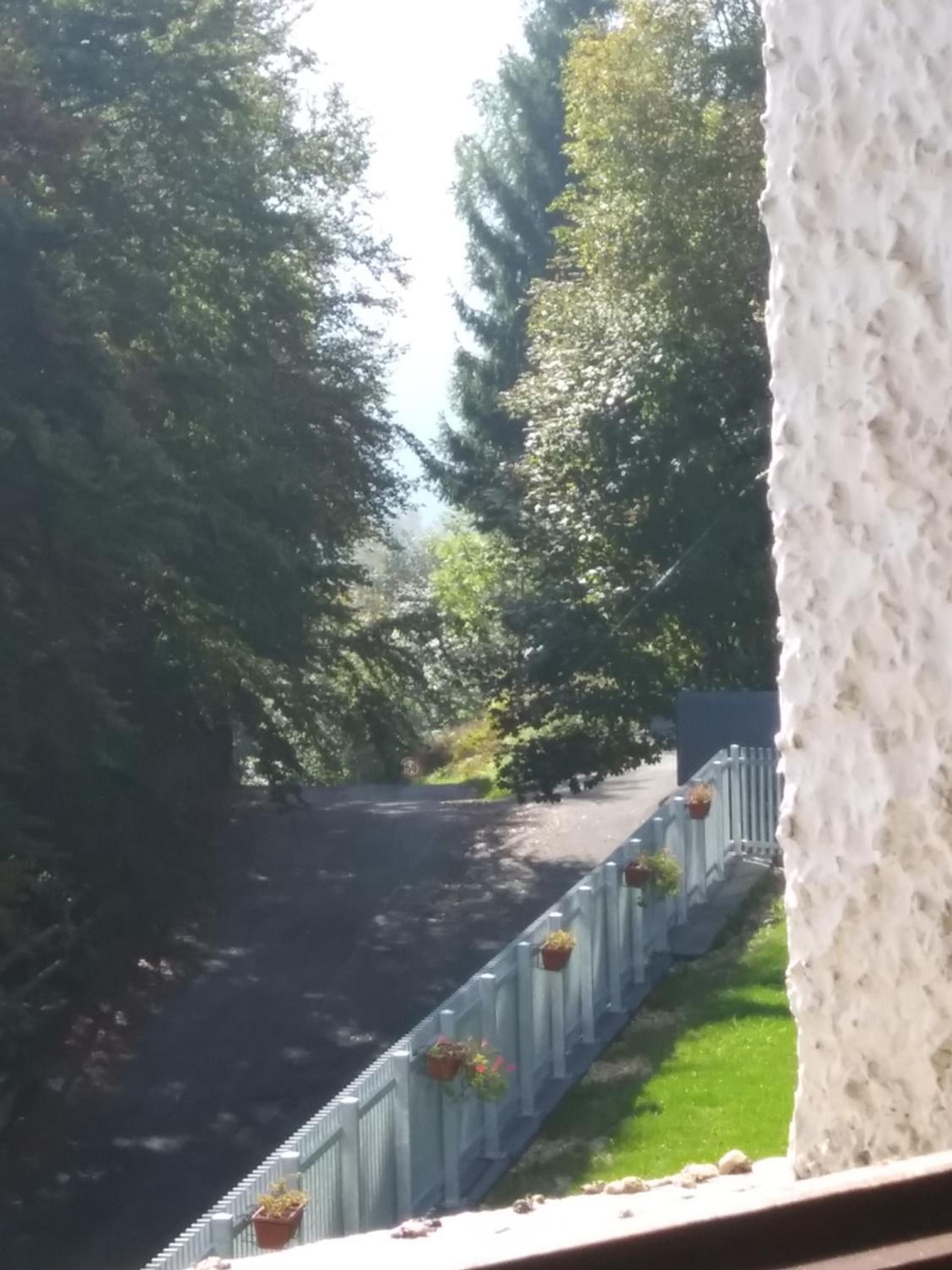 Panoramic Eagle
