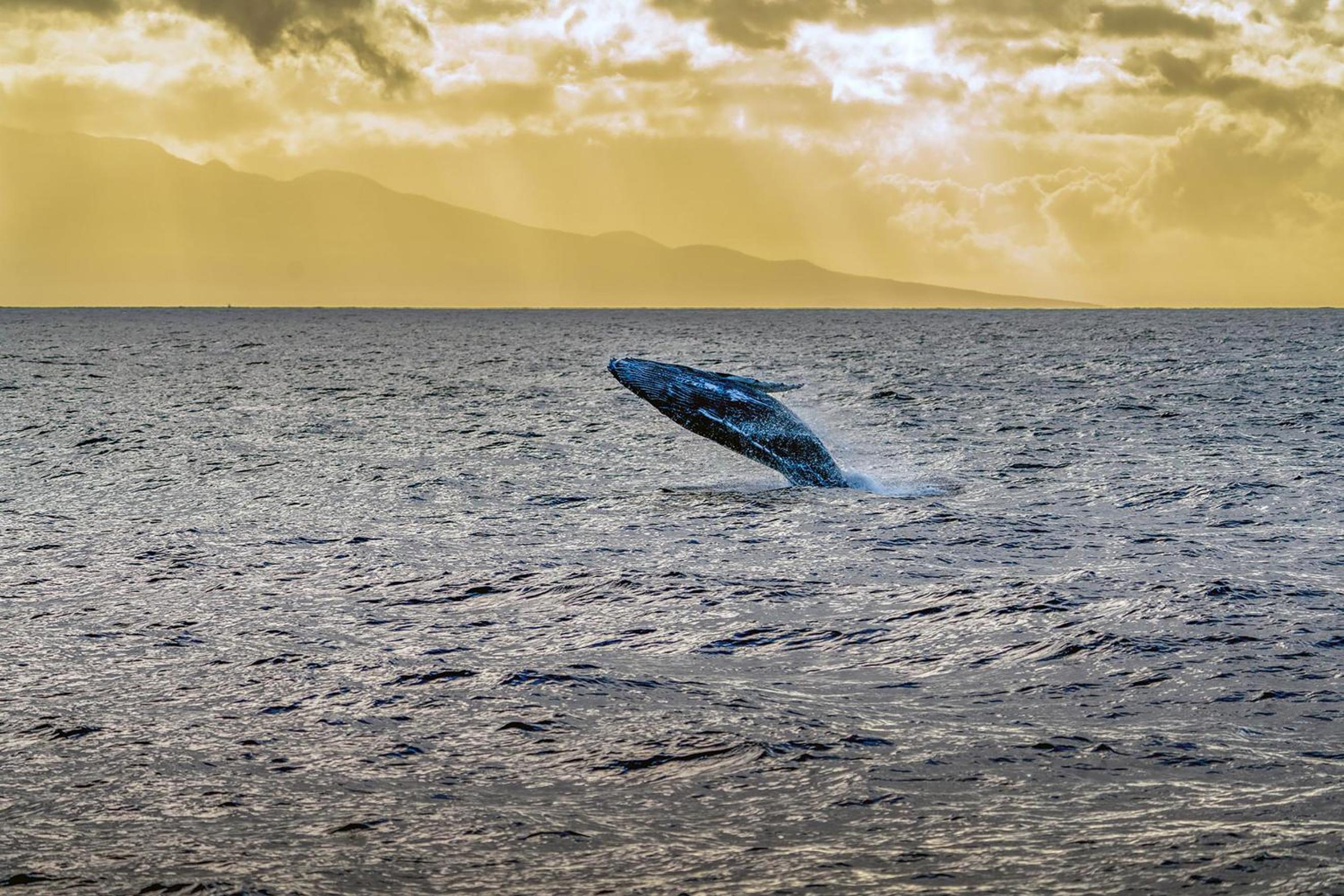 Shores of Maui 215 - Dramatic Ocean Views, Steps to the Beach, Renovated, AC!