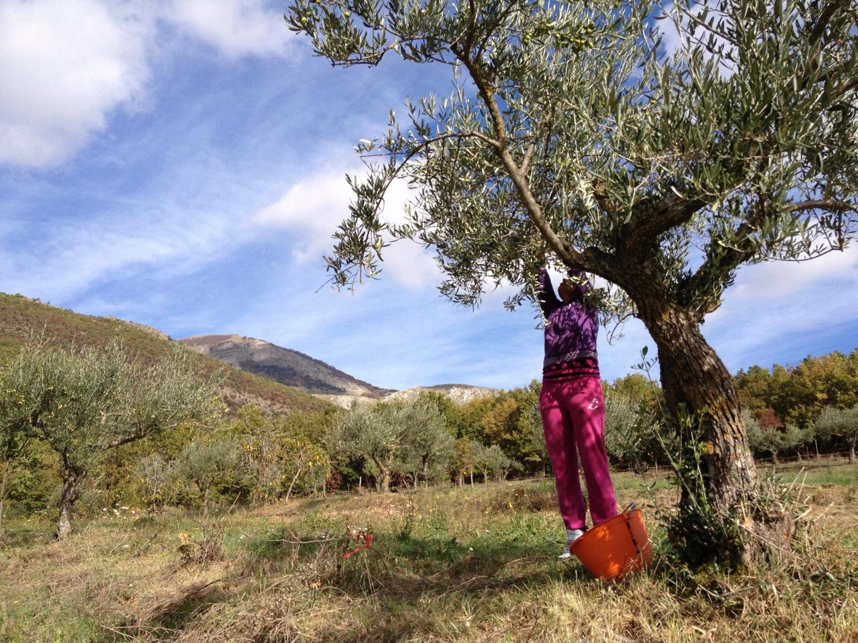 Azienda Agricola Il Querceto