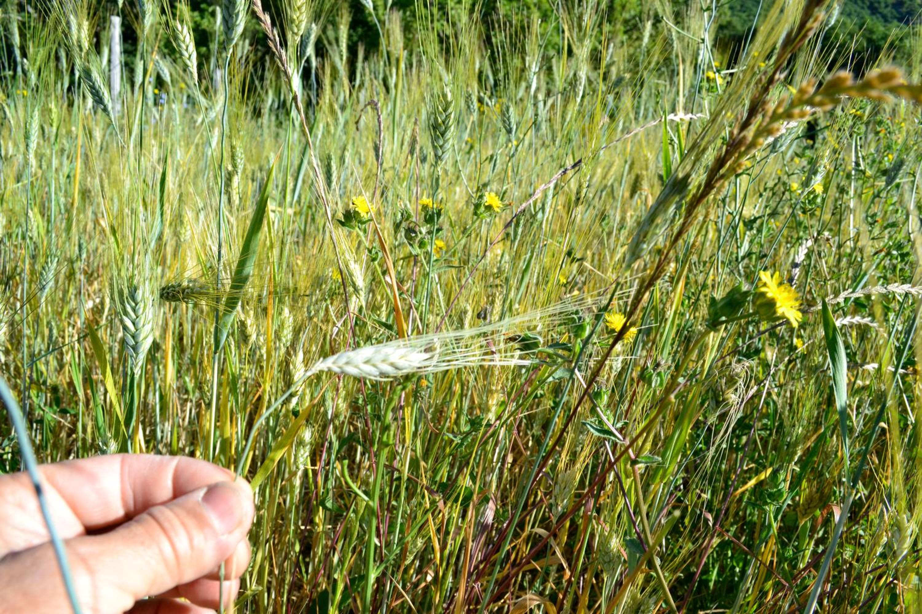 Azienda Agricola Il Querceto