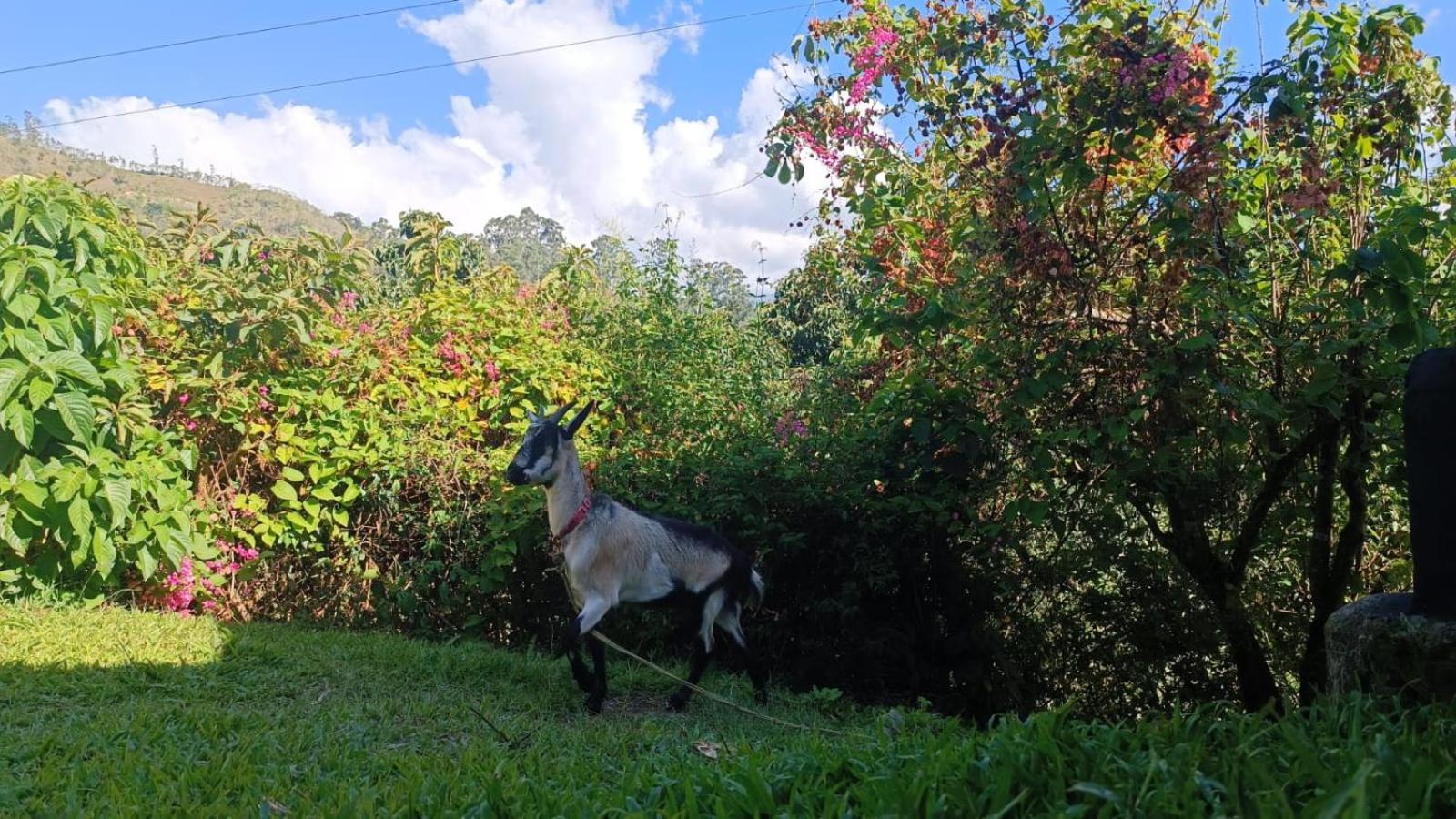 Skale Peregrino, photo 54