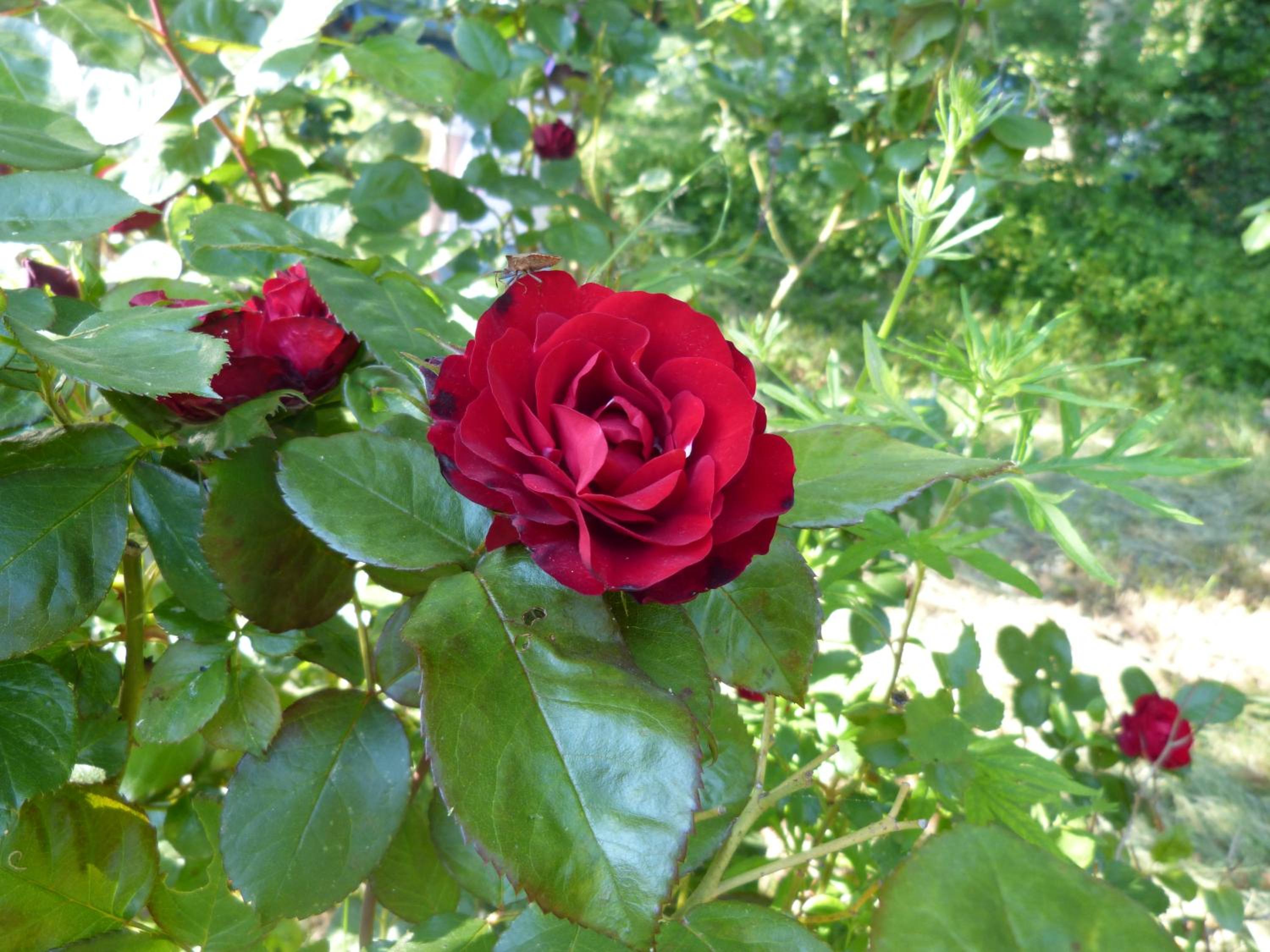 Photo 19