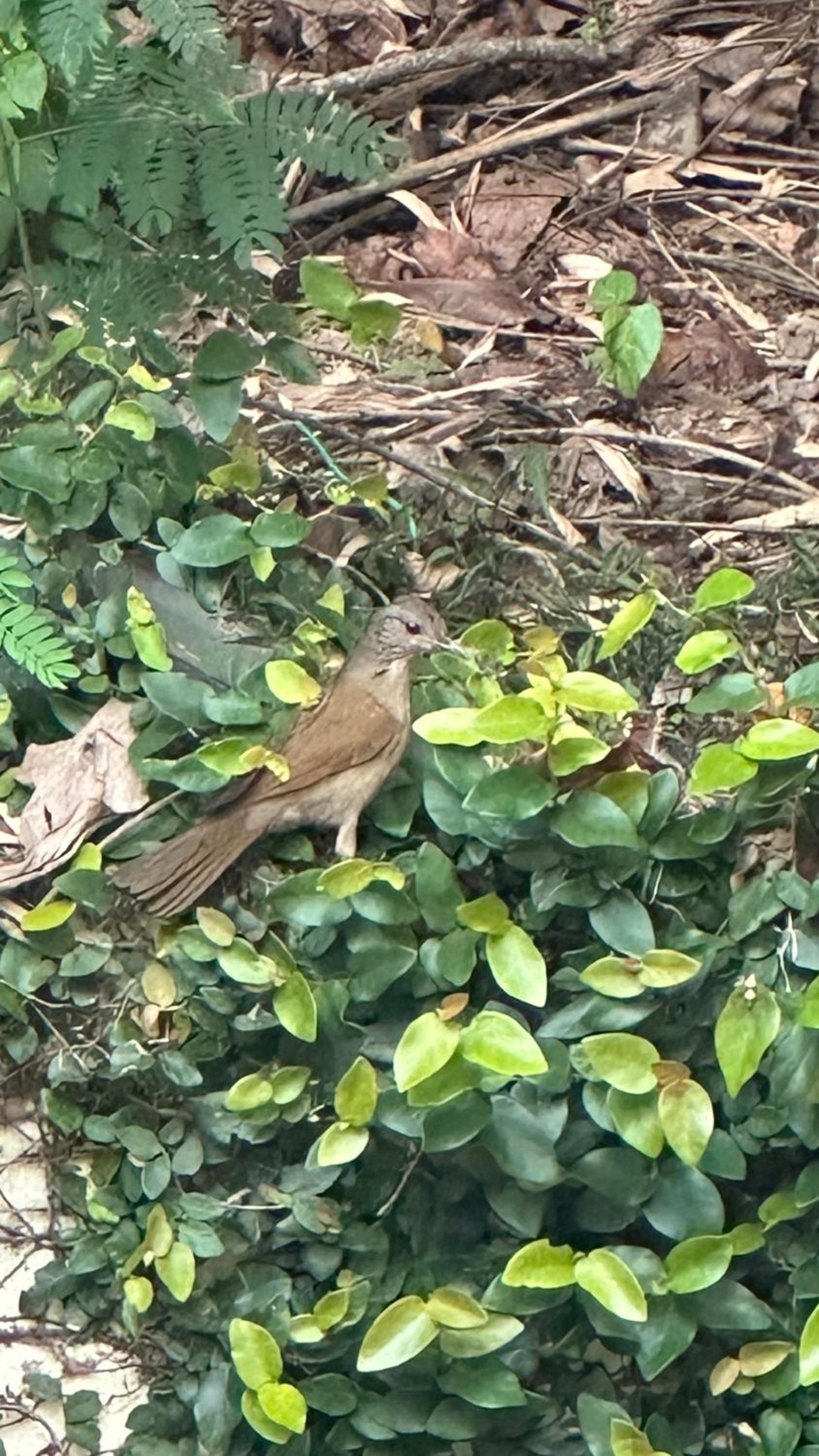 Casa da natureza - Cosme Velho