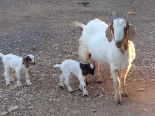 Corella Creek Country Farm Stay