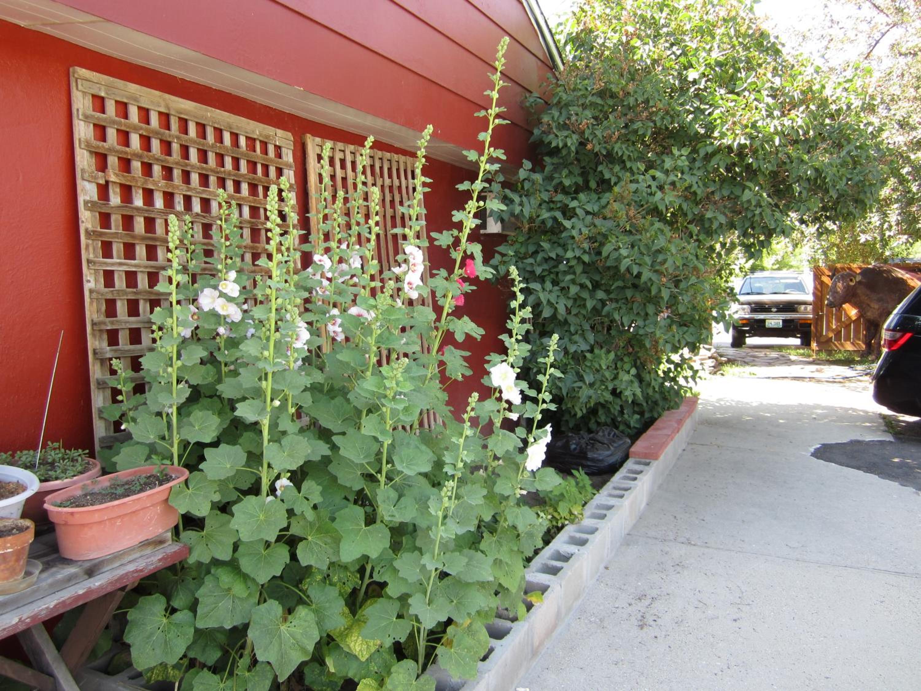 Buffalo Vacations - Big Horn Motel - Property Image 6