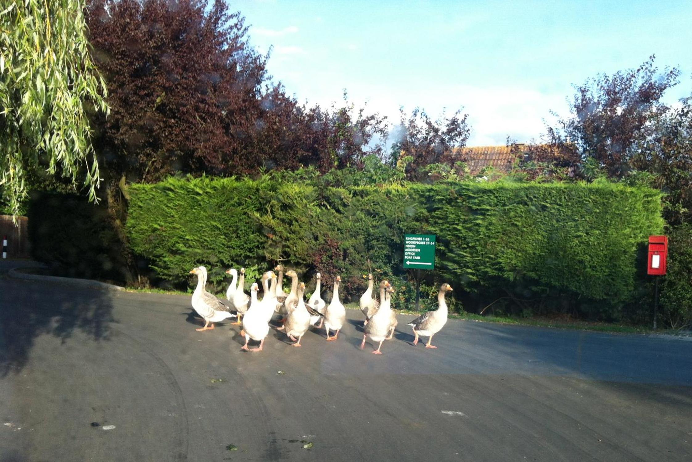 Isleham River Lodge