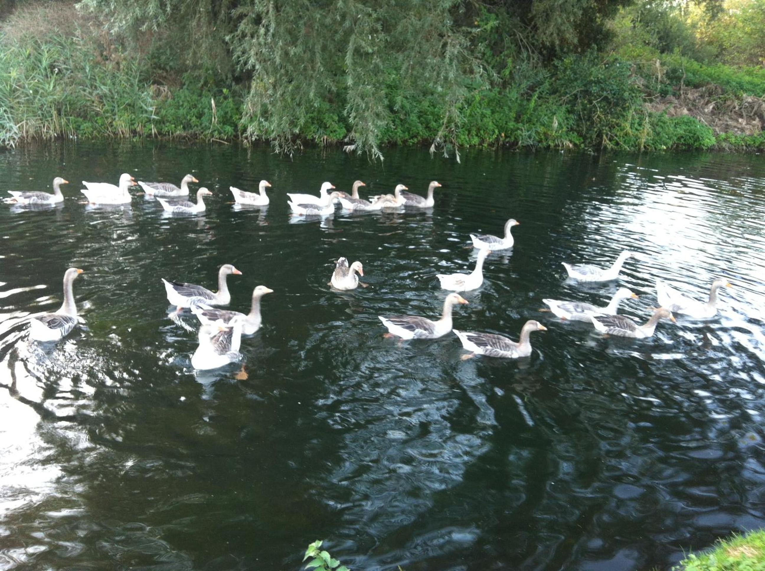 Isleham River Lodge