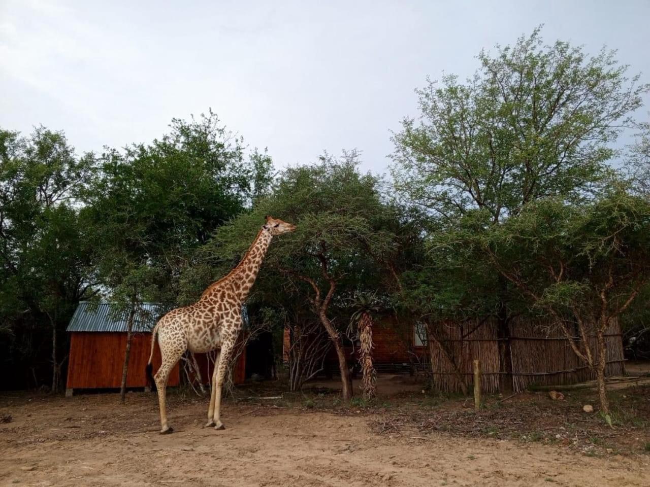 Kruger Maroela Lodge