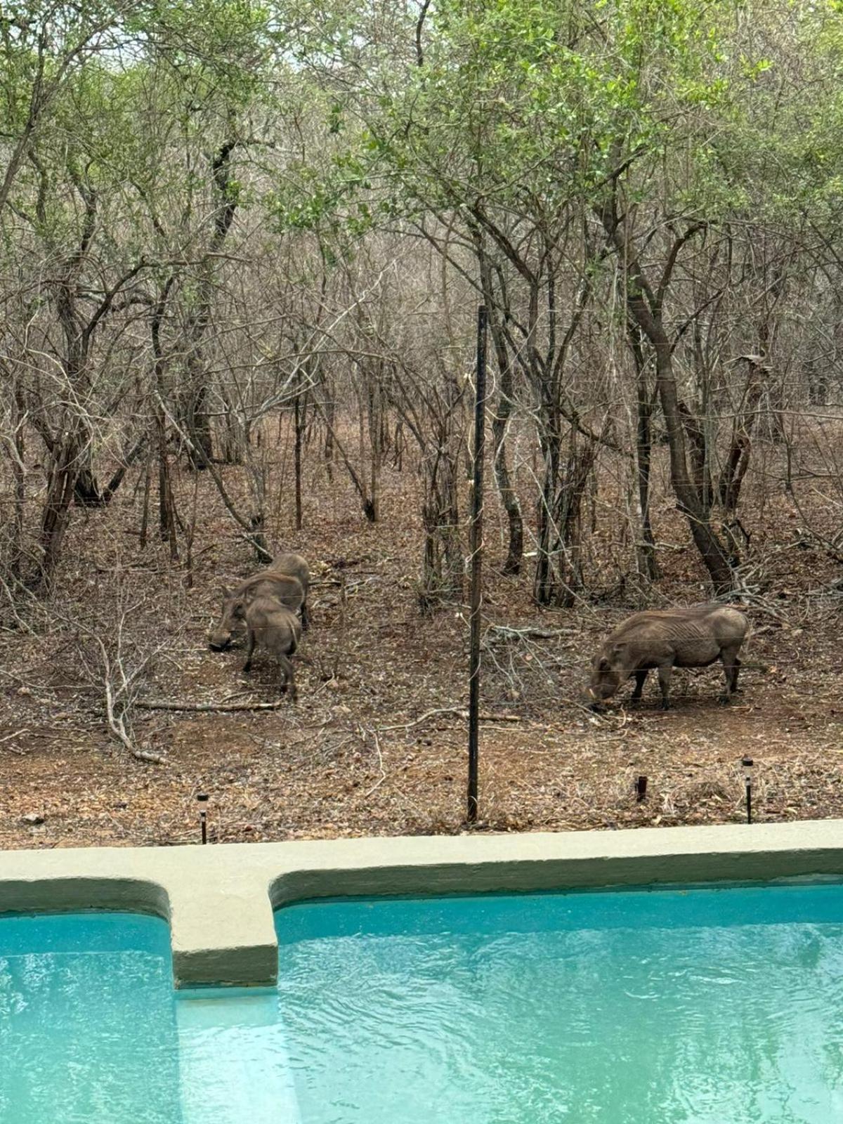 Kruger Maroela Lodge