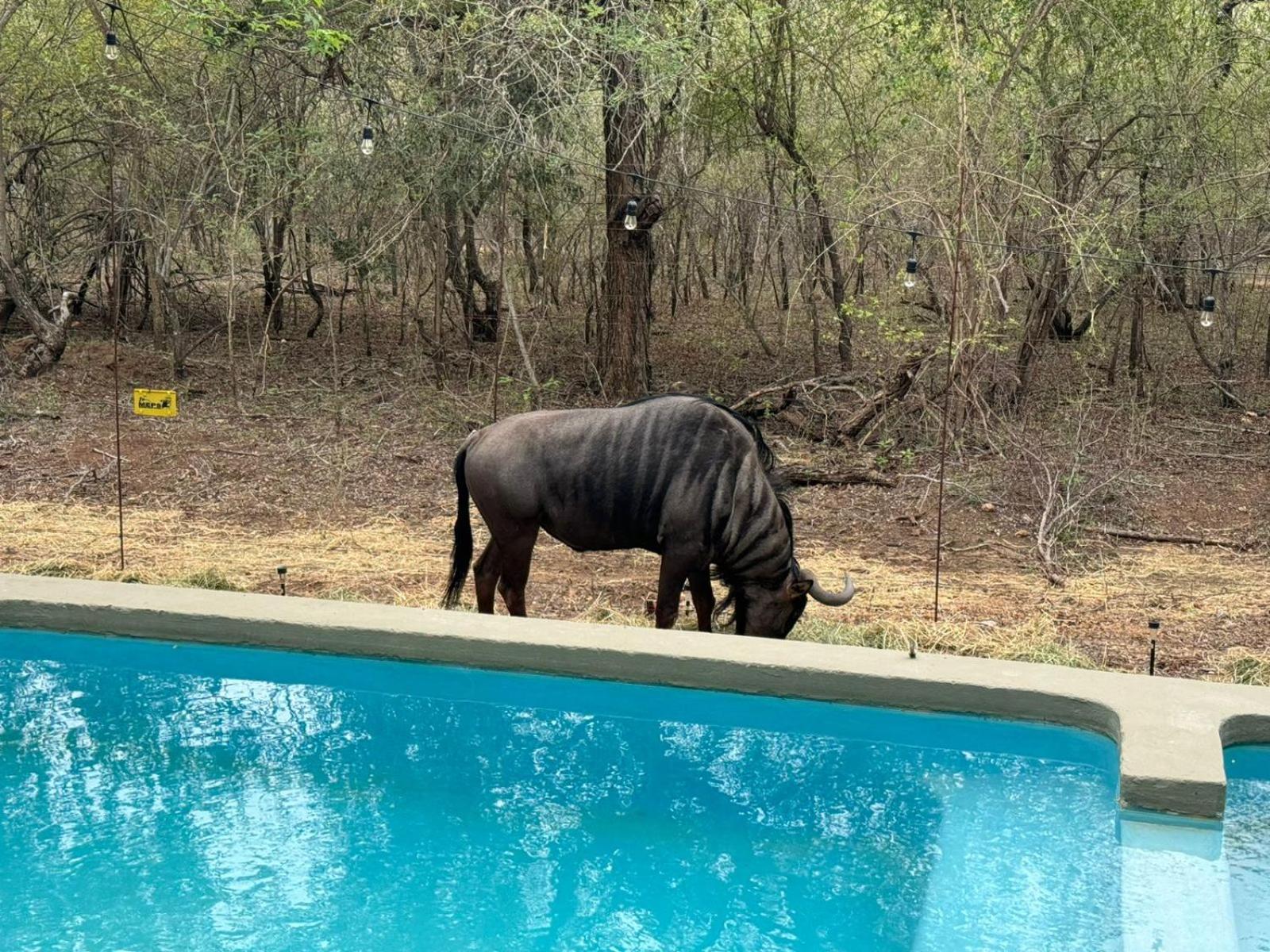 Kruger Maroela Lodge