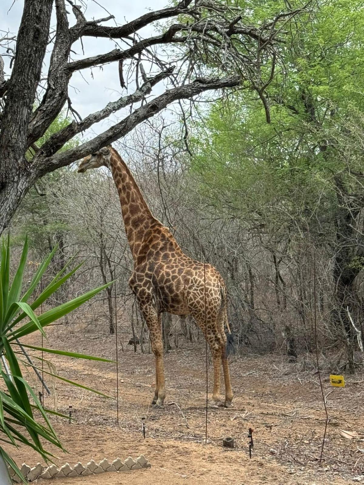 Kruger Maroela Lodge