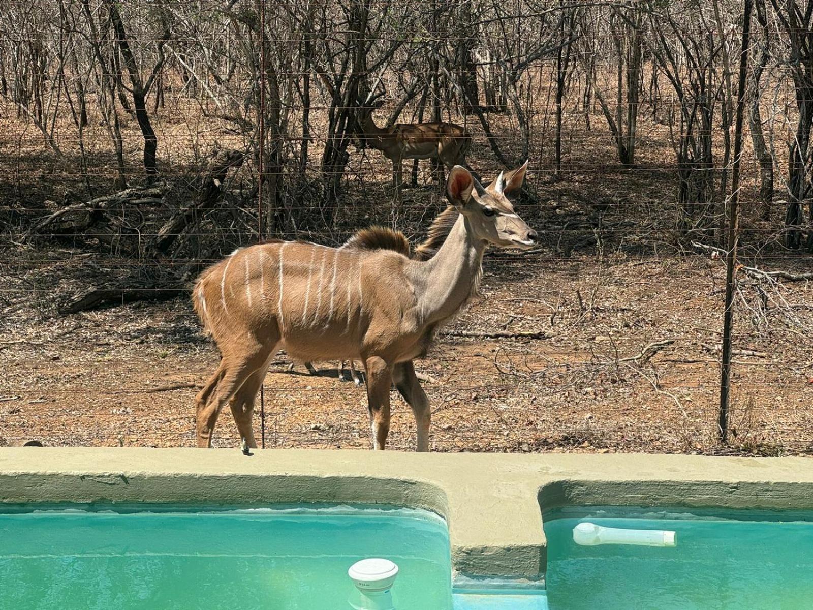 Kruger Maroela Lodge