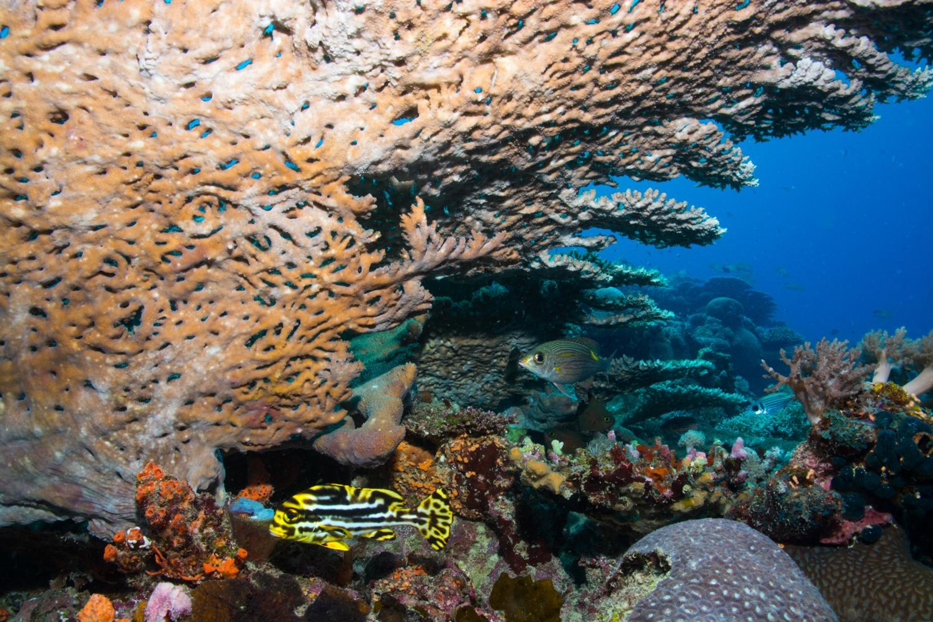 Gecko Nature Lodge Home of Swahili Divers the BEST dive center and Famous Gecko Restaurant