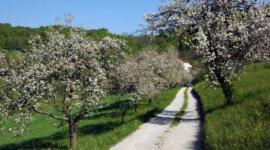 Photo 44