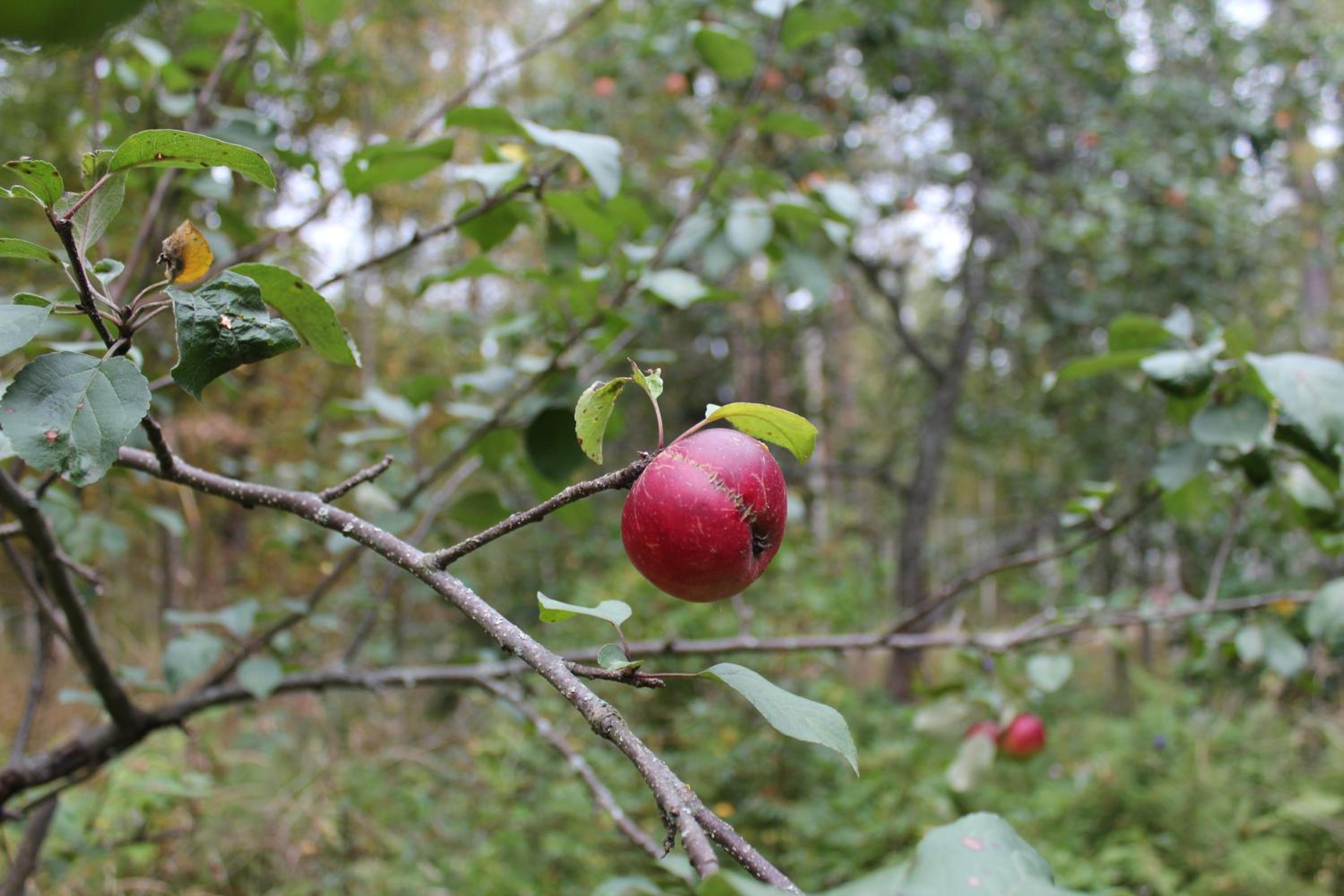 Photo 48