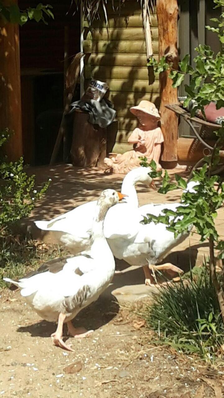 Cabañas Rukas Licantén