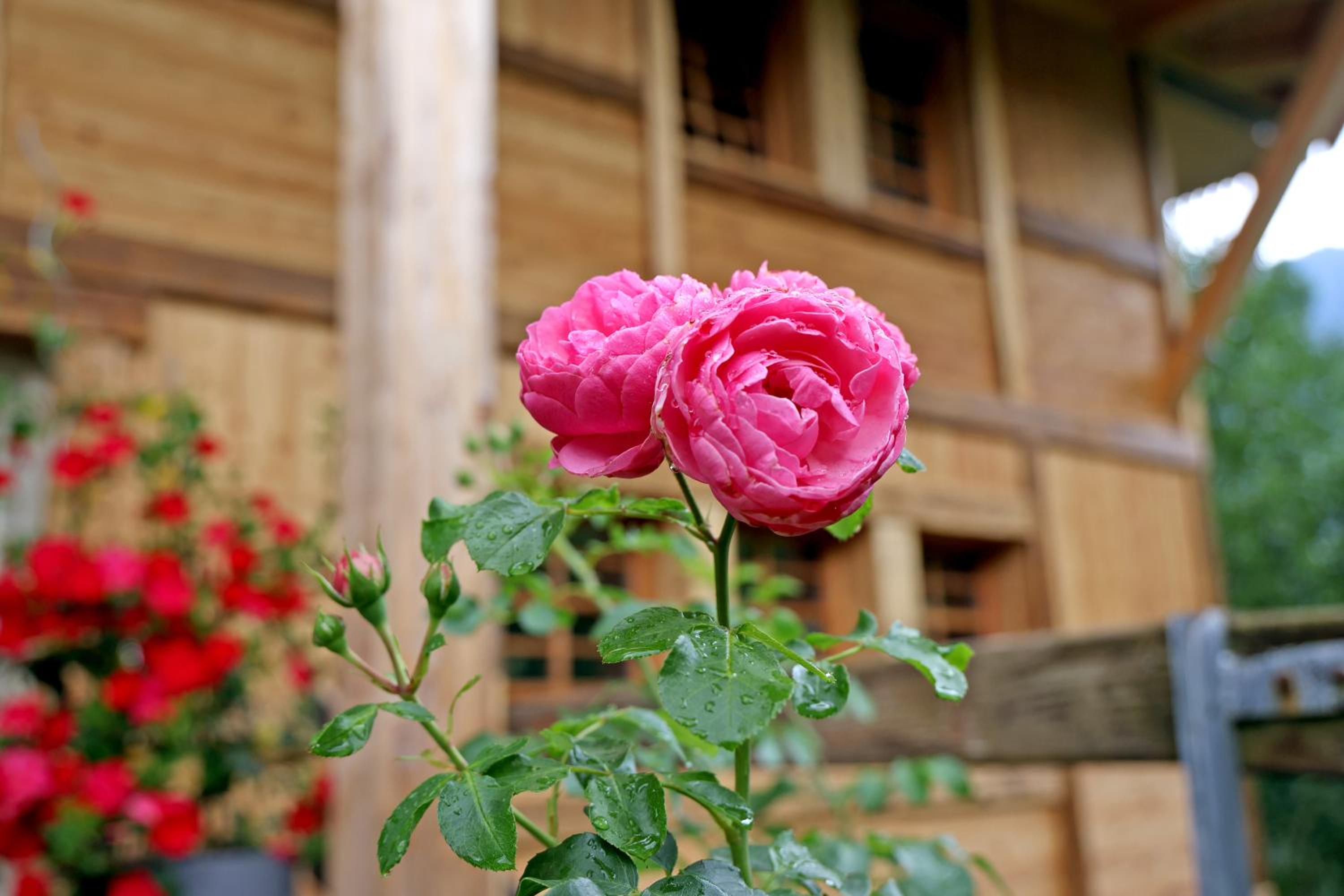 living TIMELESS- Haldenhof Loft, Luxus Schwarzwald-Retreat mit Sauna