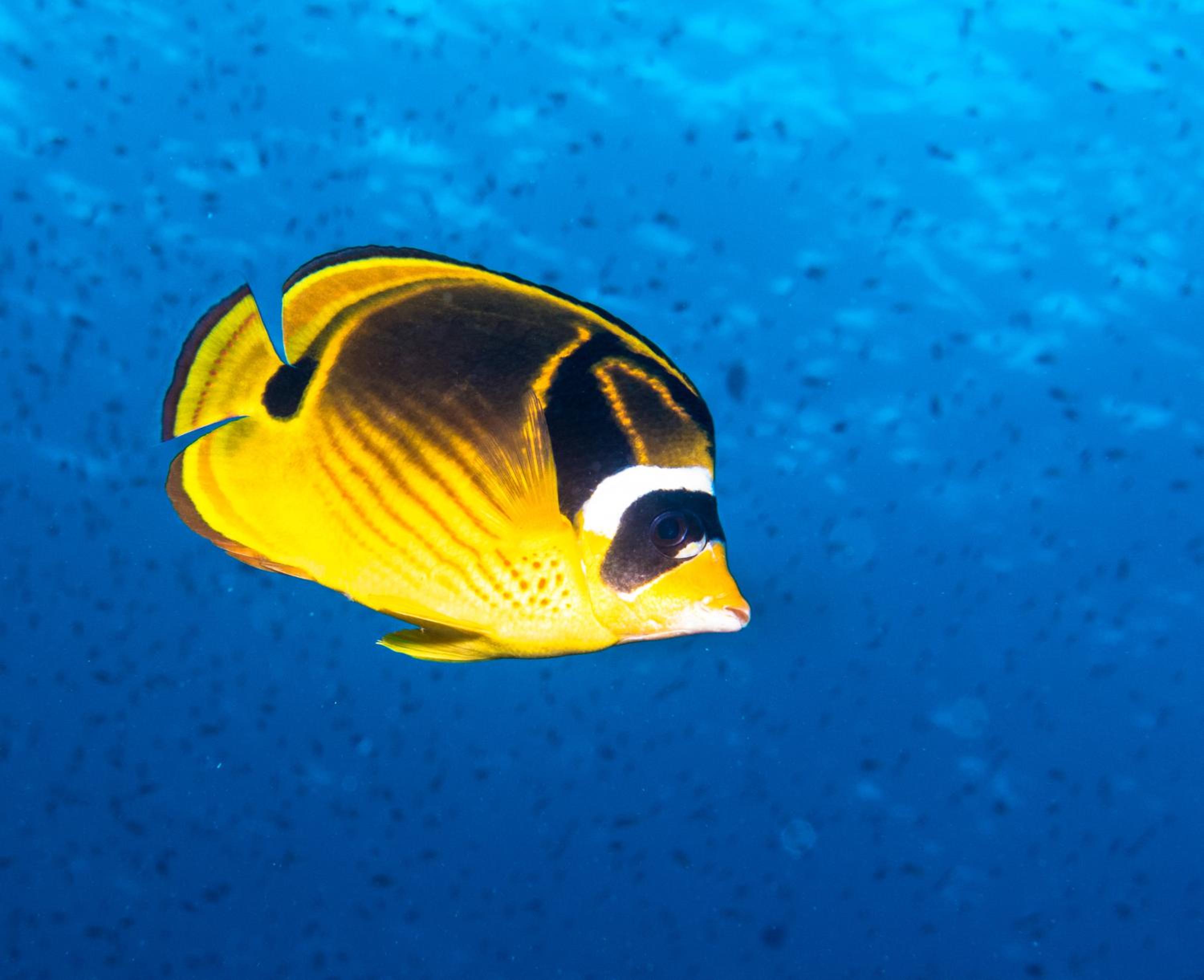 Gecko Nature Lodge Home of Swahili Divers the BEST dive center and Famous Gecko Restaurant
