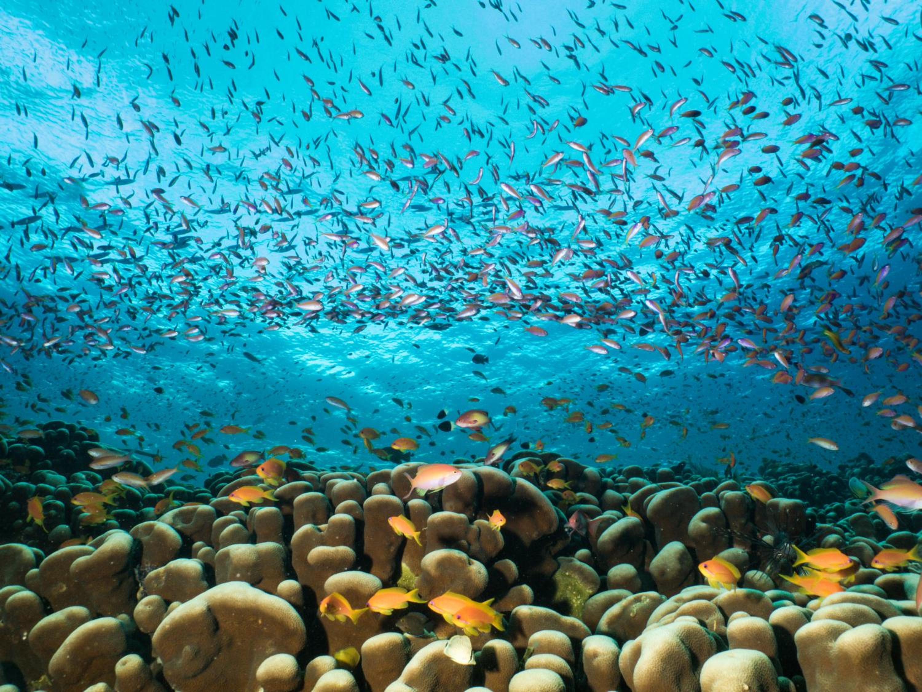 Gecko Nature Lodge Home of Swahili Divers the BEST dive center and Famous Gecko Restaurant