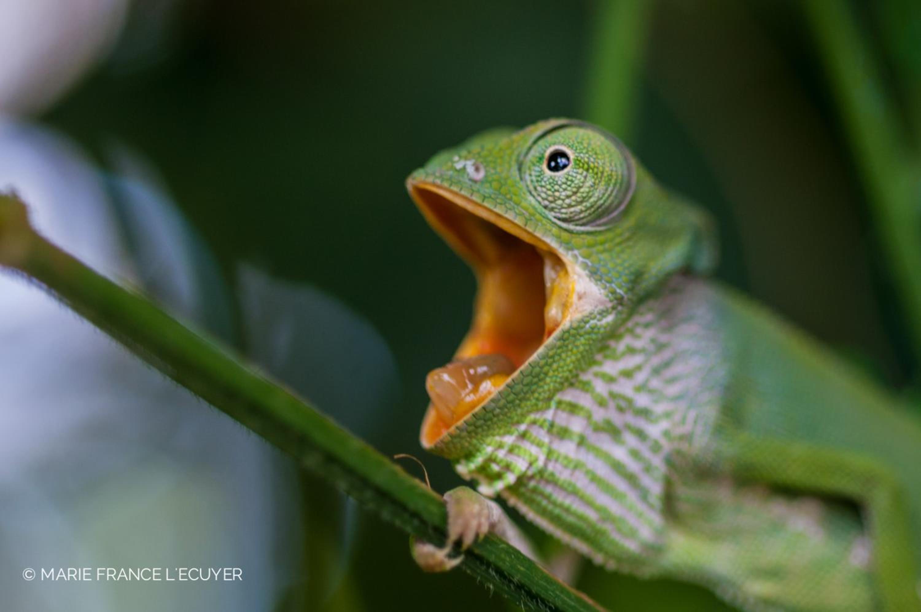 Gecko Nature Lodge Home of Swahili Divers the BEST dive center and Famous Gecko Restaurant