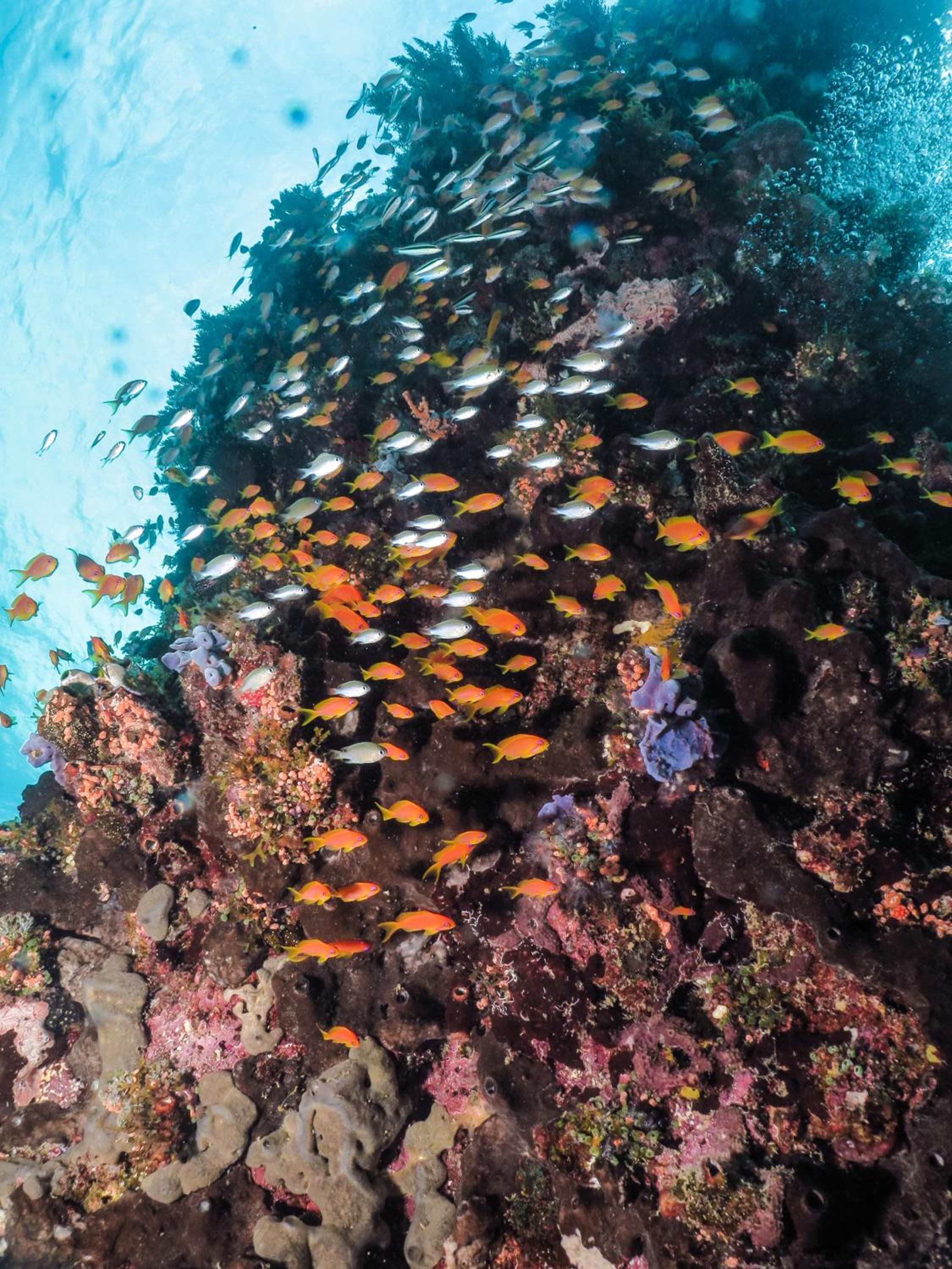 Gecko Nature Lodge Home of Swahili Divers the BEST dive center and Famous Gecko Restaurant