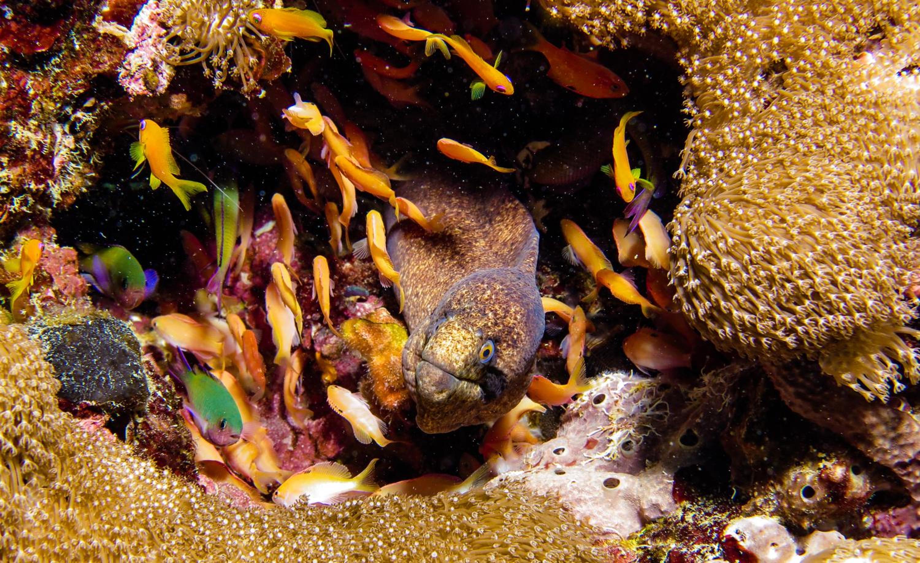 Gecko Nature Lodge Home of Swahili Divers the BEST dive center and Famous Gecko Restaurant