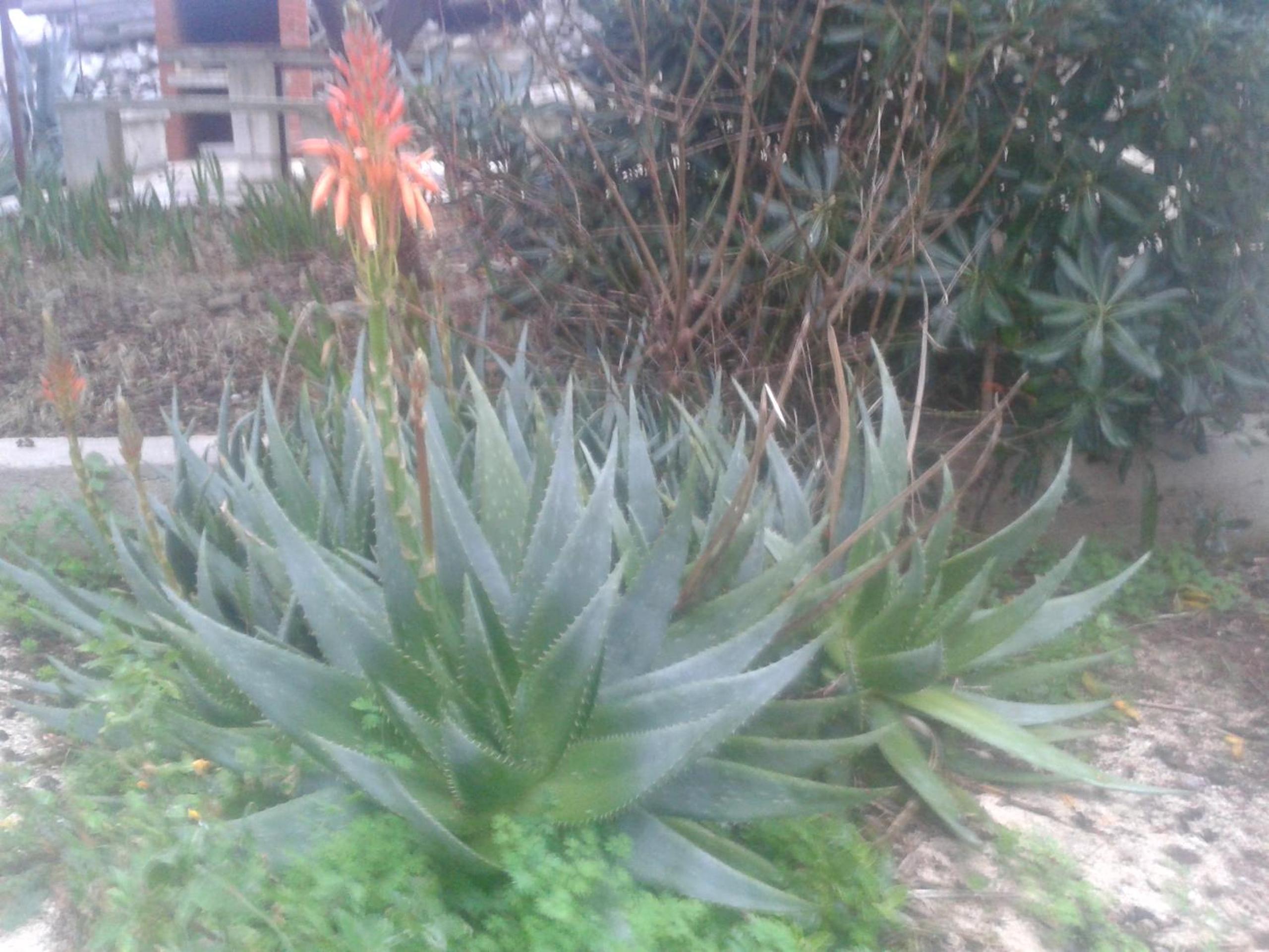 Photo 33