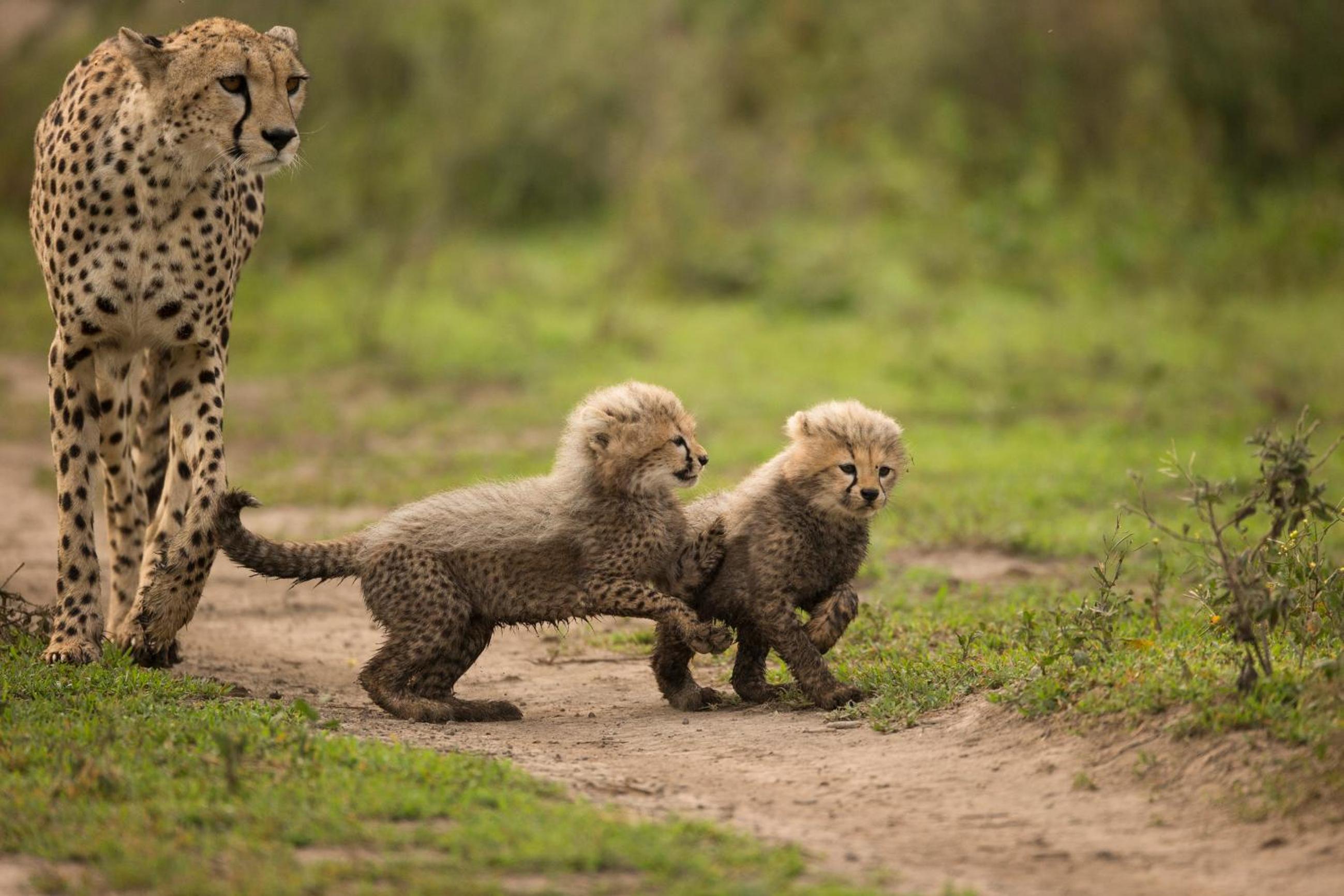 Africa Safari South Serengeti Ndutu Camping