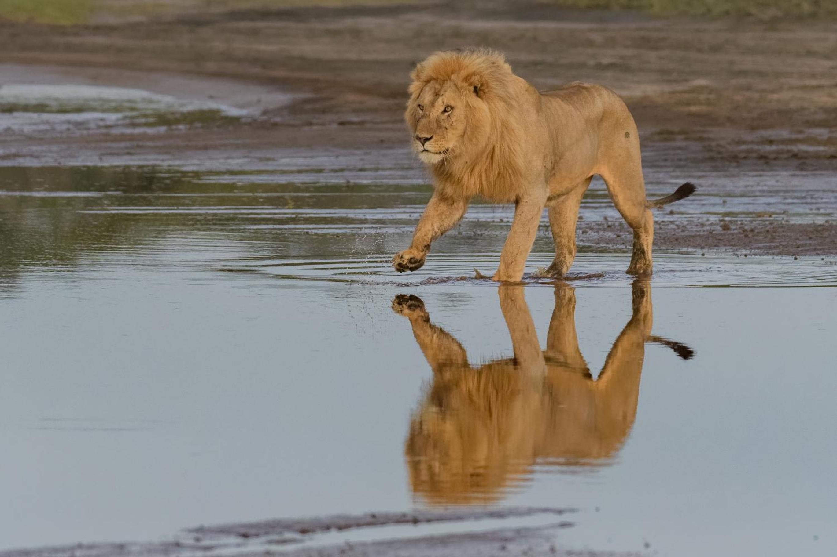 Africa Safari South Serengeti Ndutu Camping