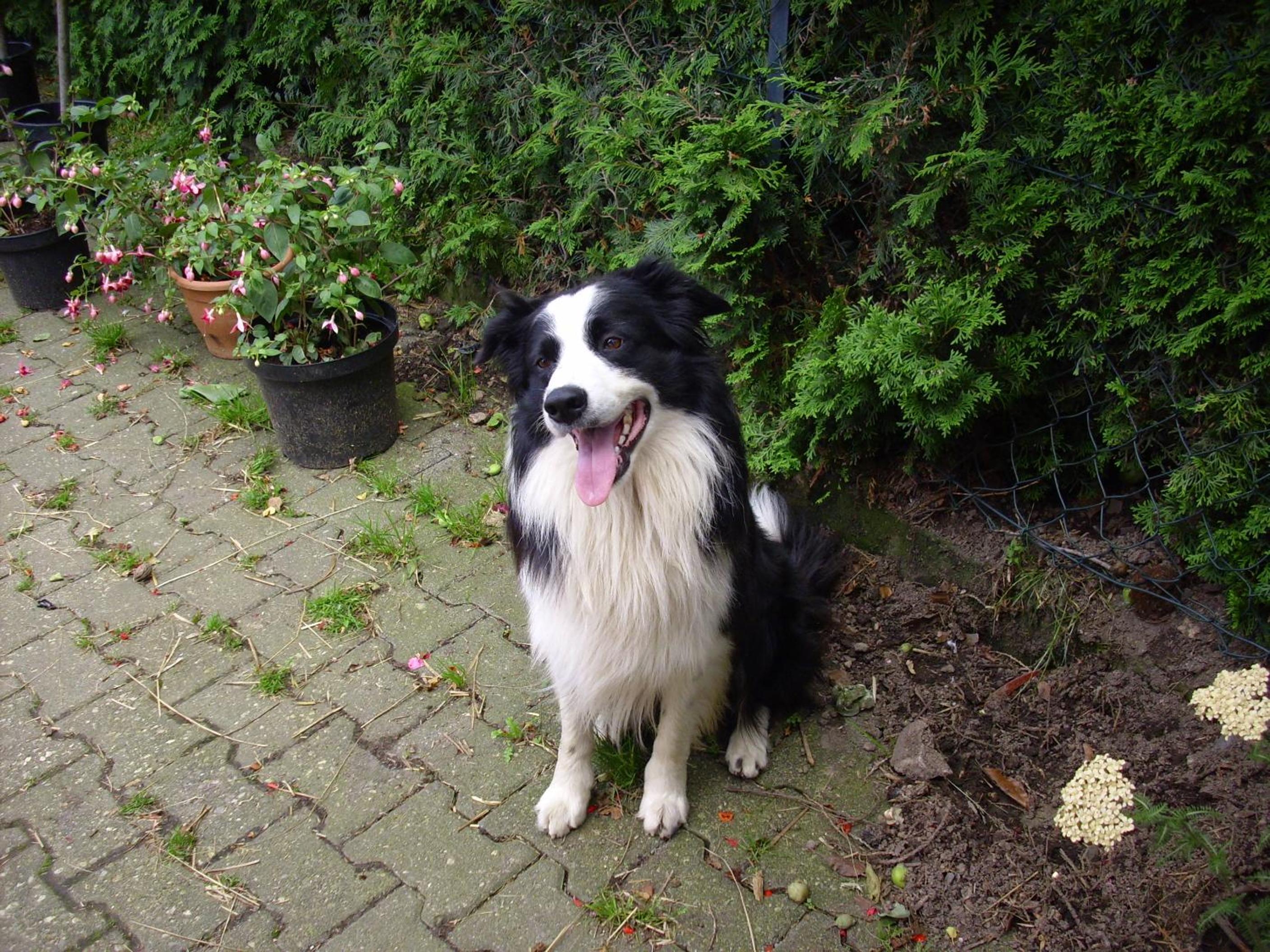 Willekes Blütenhof