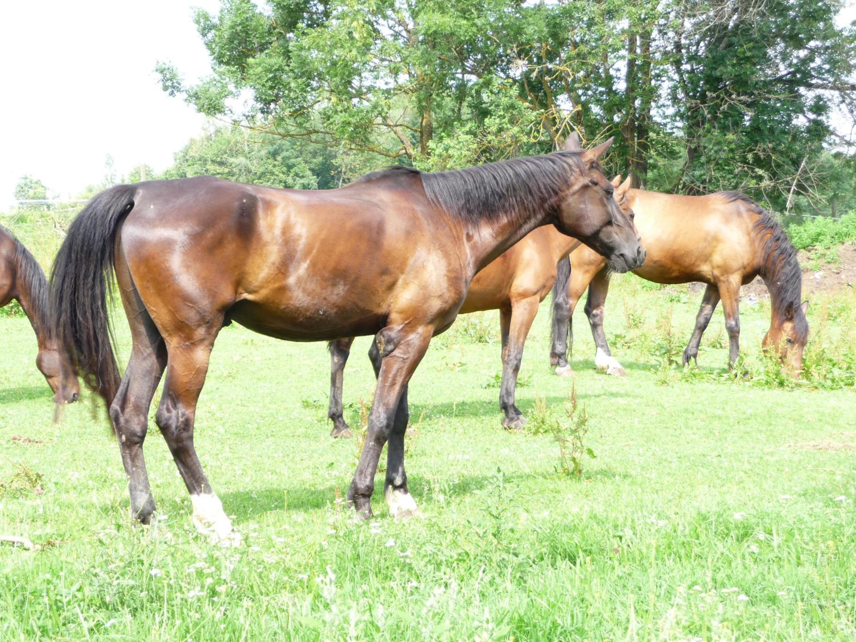 Sportpension Ramlhof