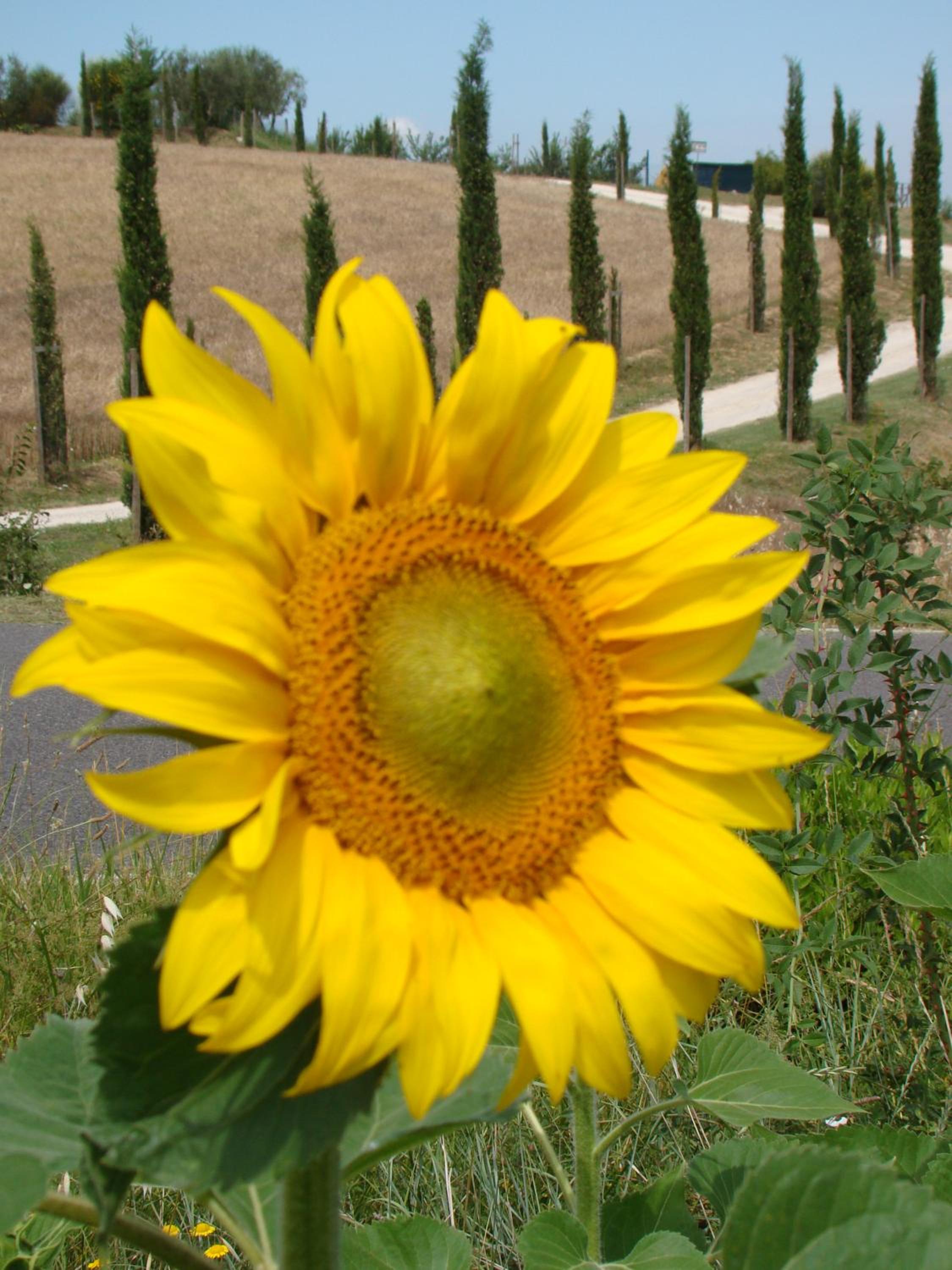 Agriturismo Il Macchione