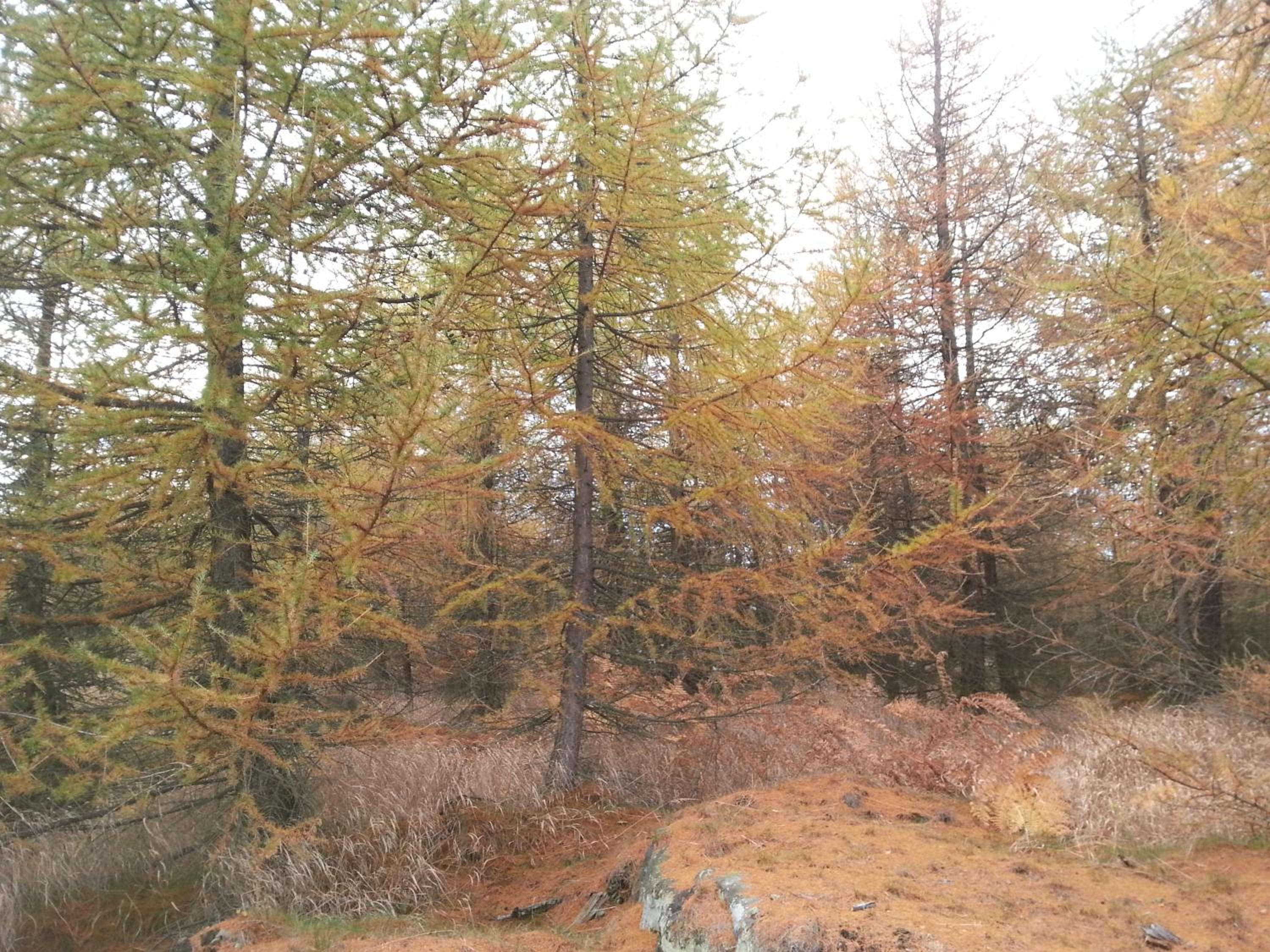 Sněžník