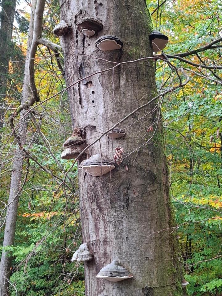 Hochwald appartement