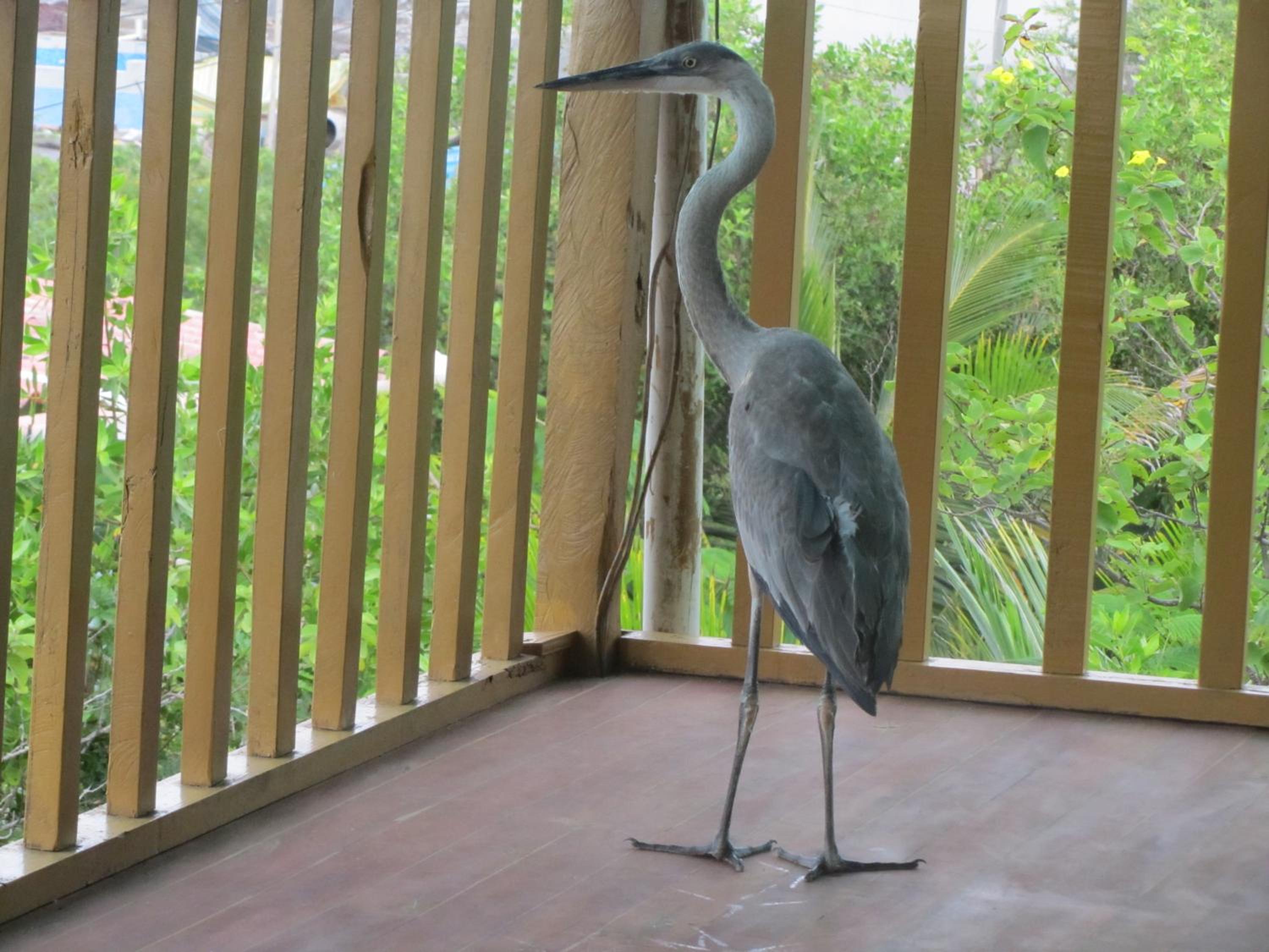 Galapagos Chalet