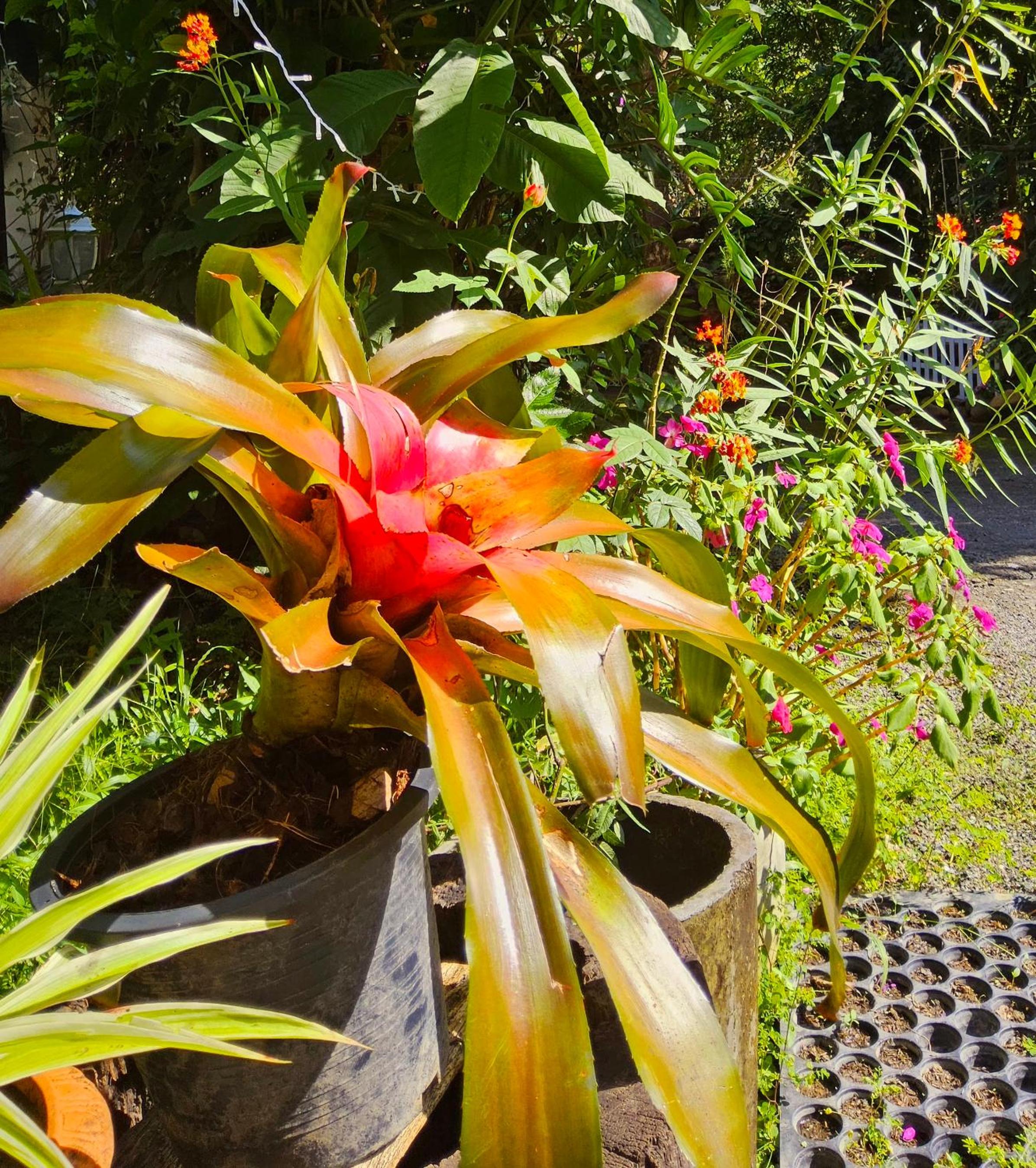 Balmy Hideout Cafe & Homestay