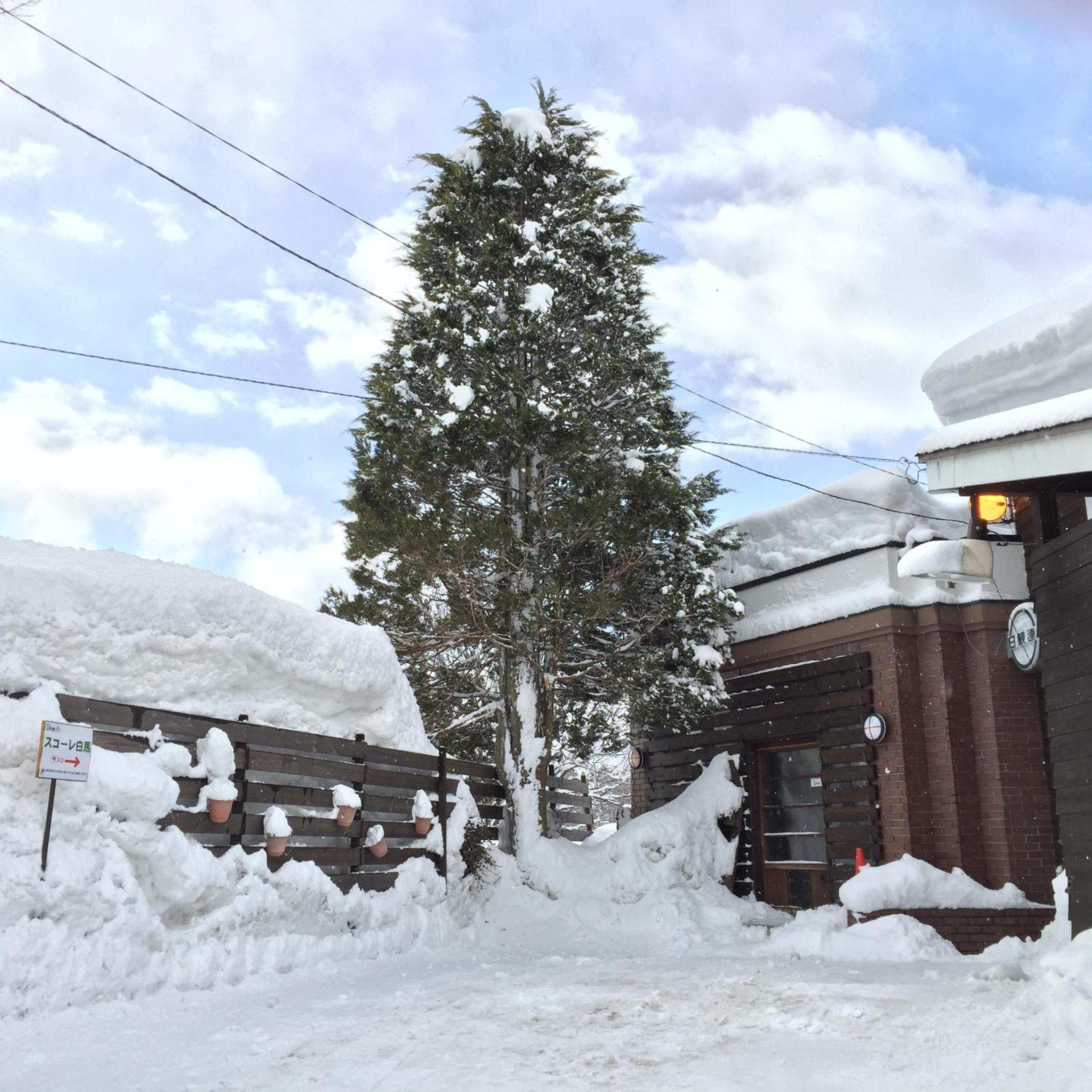 Schole Hakuba