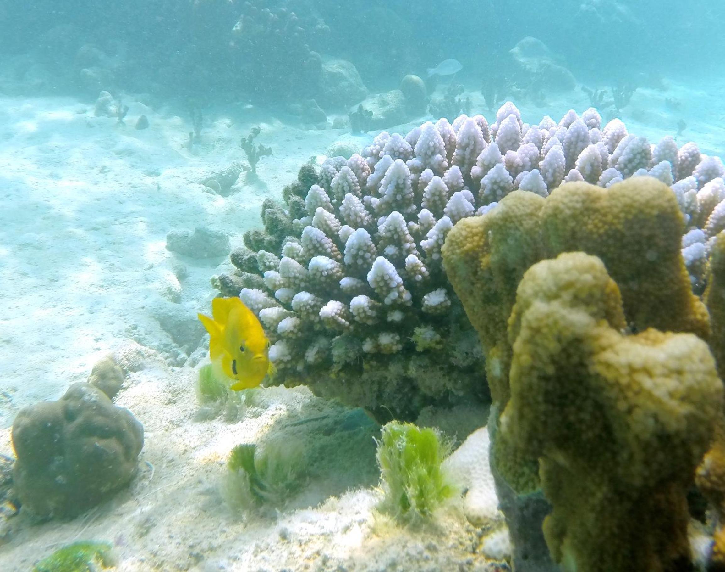 Cerf Island Resort