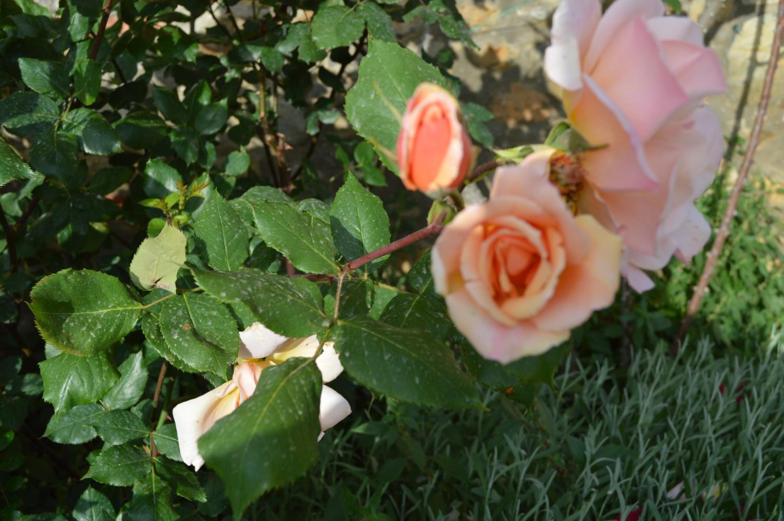 Photo 17