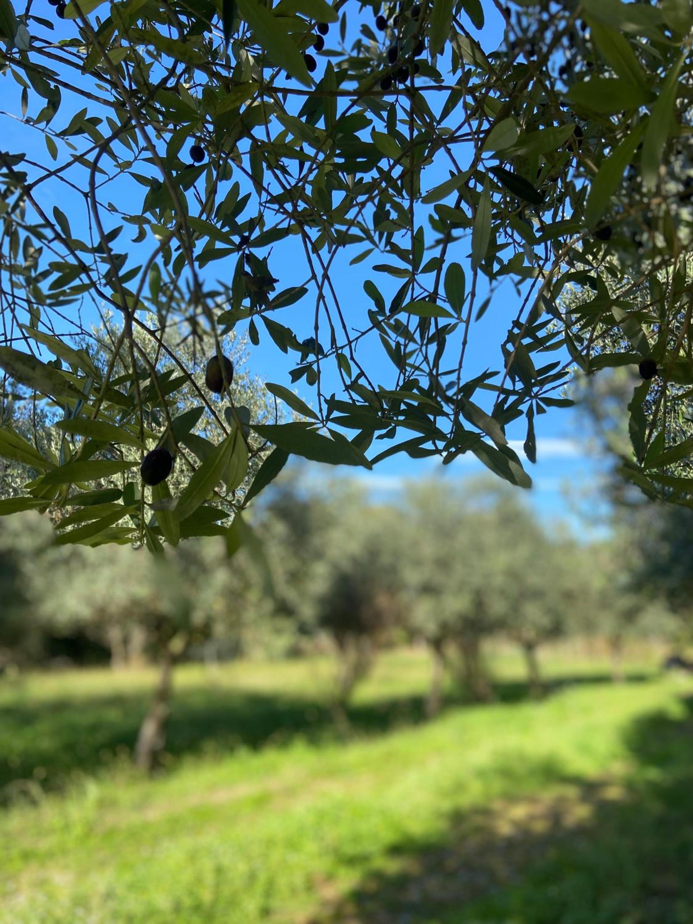 Studio Soléa - Studio 2 - 4 personnes - Domaine Astra, Grans