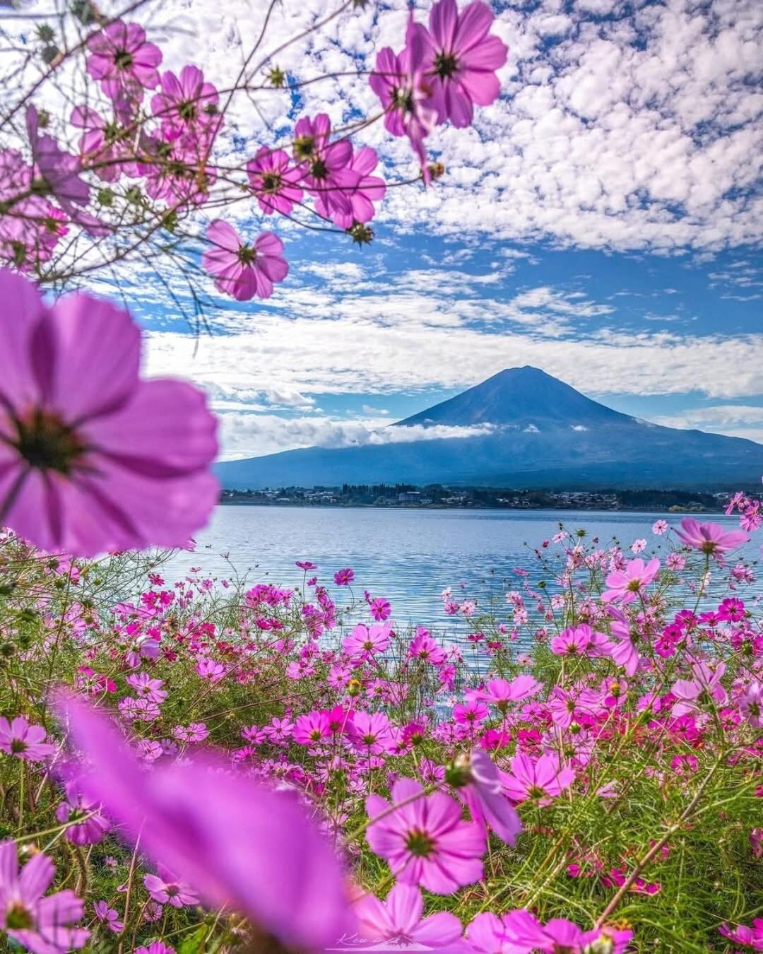 Tomarigi Perch とまりぎ - 10 minutes to Kawaguchiko Station, 5 Double Bedding, 10 PAX, 4 minutes to Seven Eleven, Kawaguchiko Bus 9 minutes, Fuji-Q Highland 1 